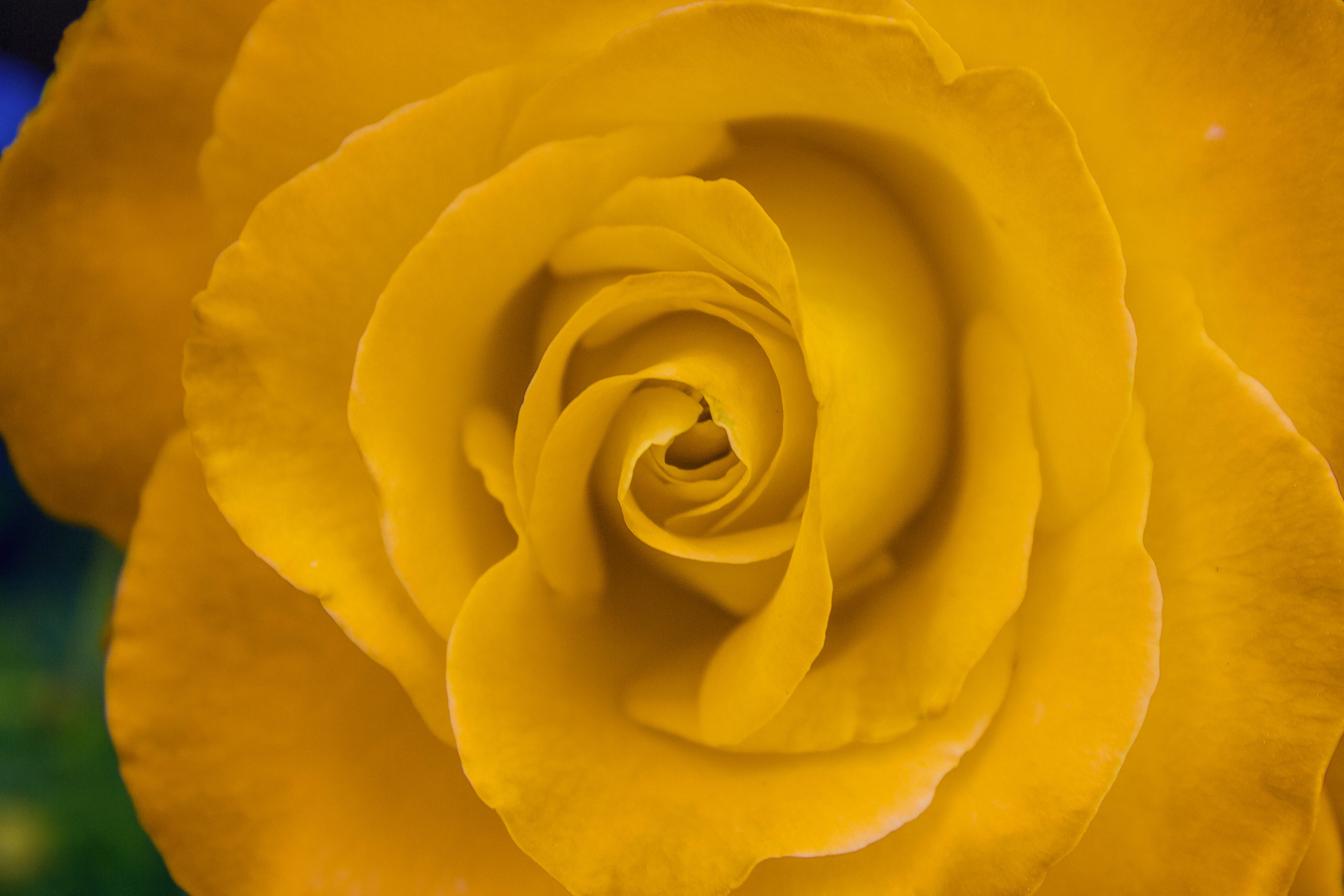 beautiful rose HD 桌布 壁紙 — 一朵鮮豔黃玫瑰的特寫，花瓣細膩地向內盤旋，背景是柔和模糊的綠色。