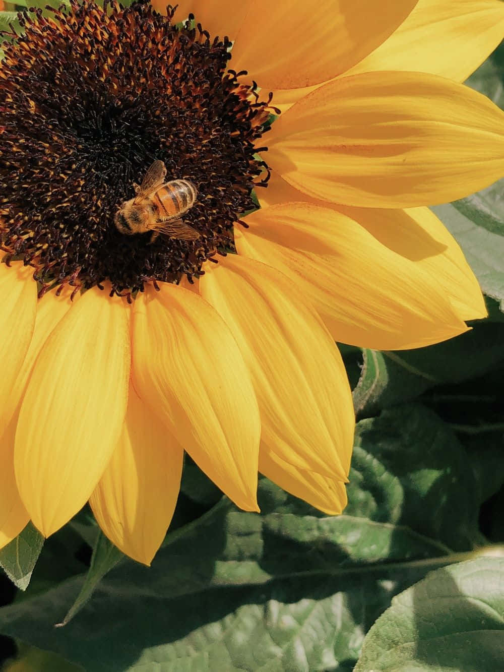 Aesthetic Bee 桌布 壁紙 — 一朵鮮豔黃色向日葵的特寫，一隻蜜蜂正勤奮地從其深色中心採集花蜜。