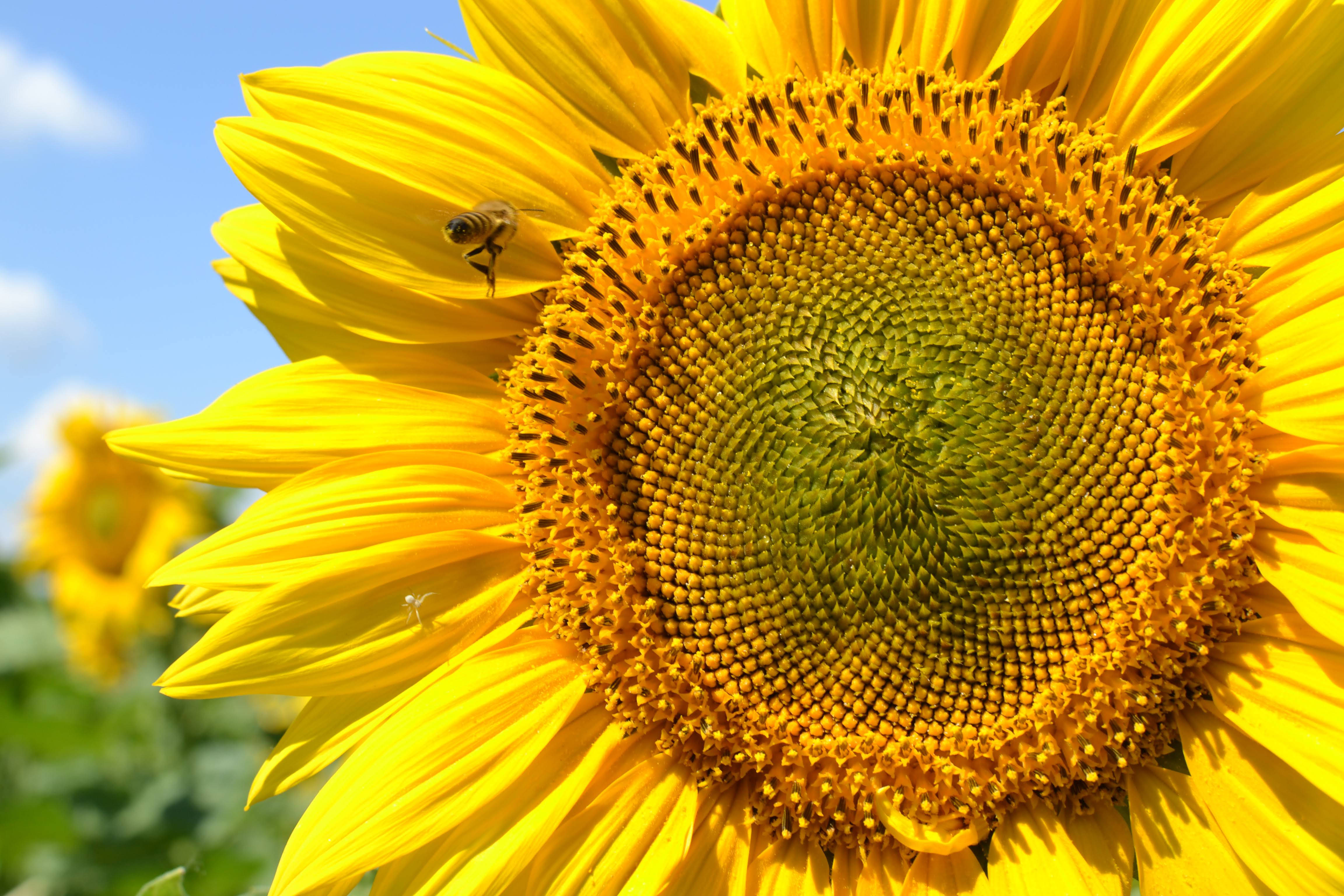 Sunflower Aesthetic 桌布 壁紙 — 一朵鮮豔黃色向日葵的特寫，一隻蜜蜂棲息在花瓣上，背景是清澈的藍天。