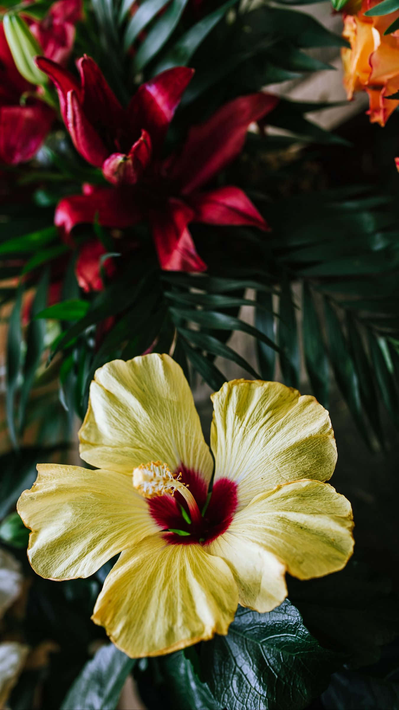 Hibiscus 桌布 壁紙 — 一朵鮮黃色、中心深紅的芙蓉花，在茂密的深綠色熱帶葉片和紅橙色花朵的點綴中盛開。