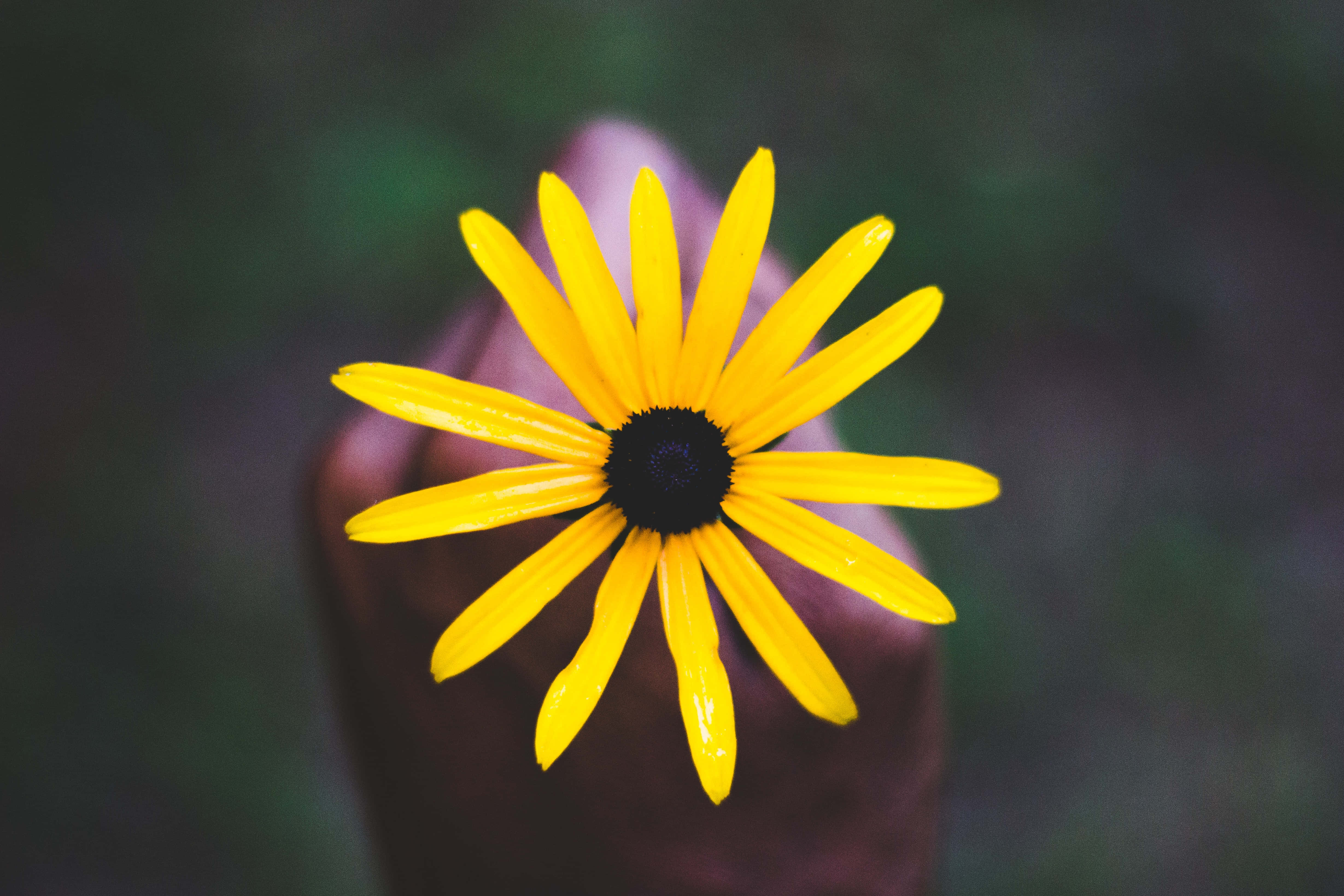 Yellow Daisy 桌布 壁紙 — 一朵鮮黃色、中心深色的花朵，在柔和模糊的背景前，被手指輕輕捏著。