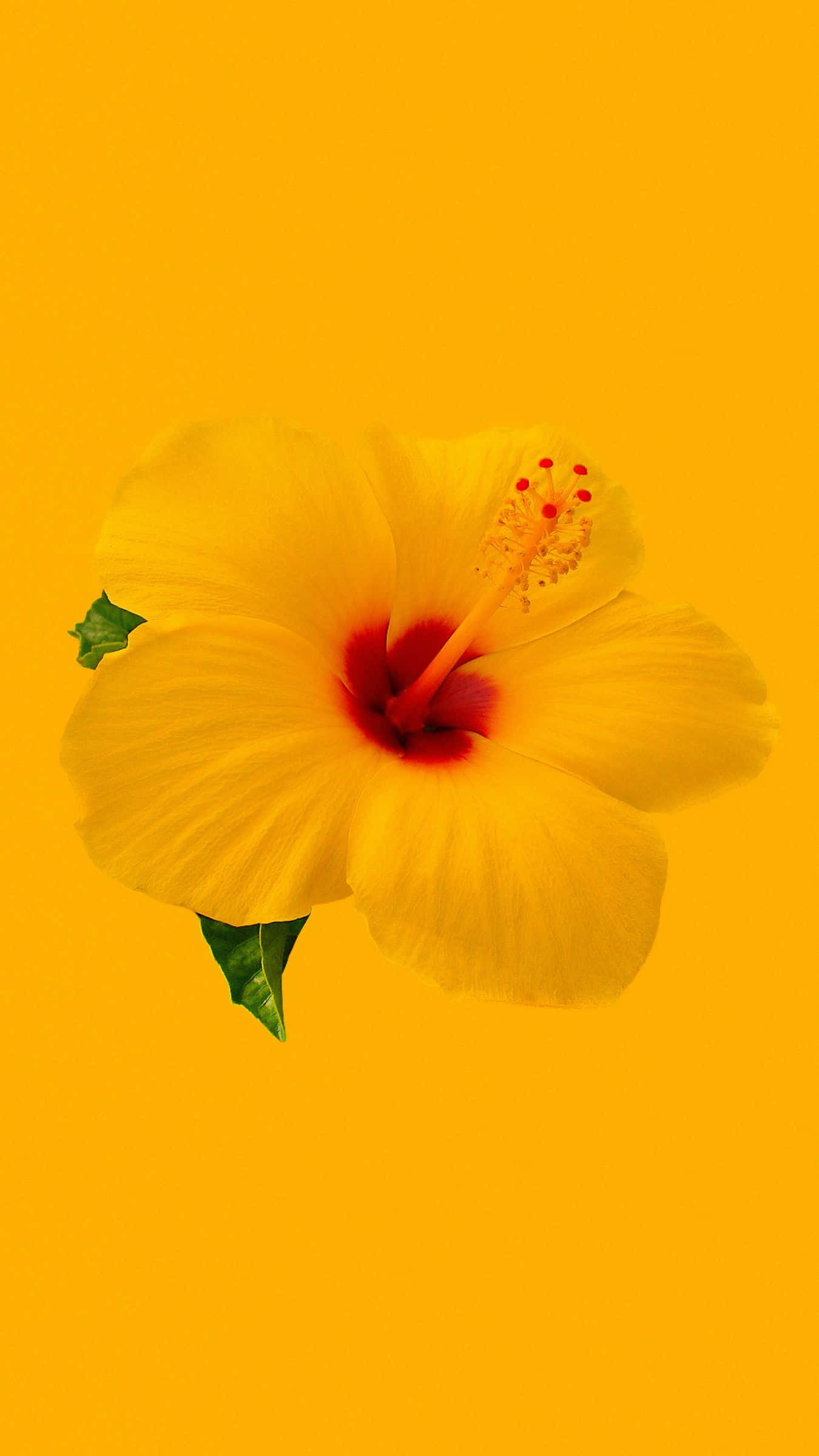 花 桌布 壁紙 — 一朵鮮黃色、中心紅色的木槿花在純金黃色背景上盛開。