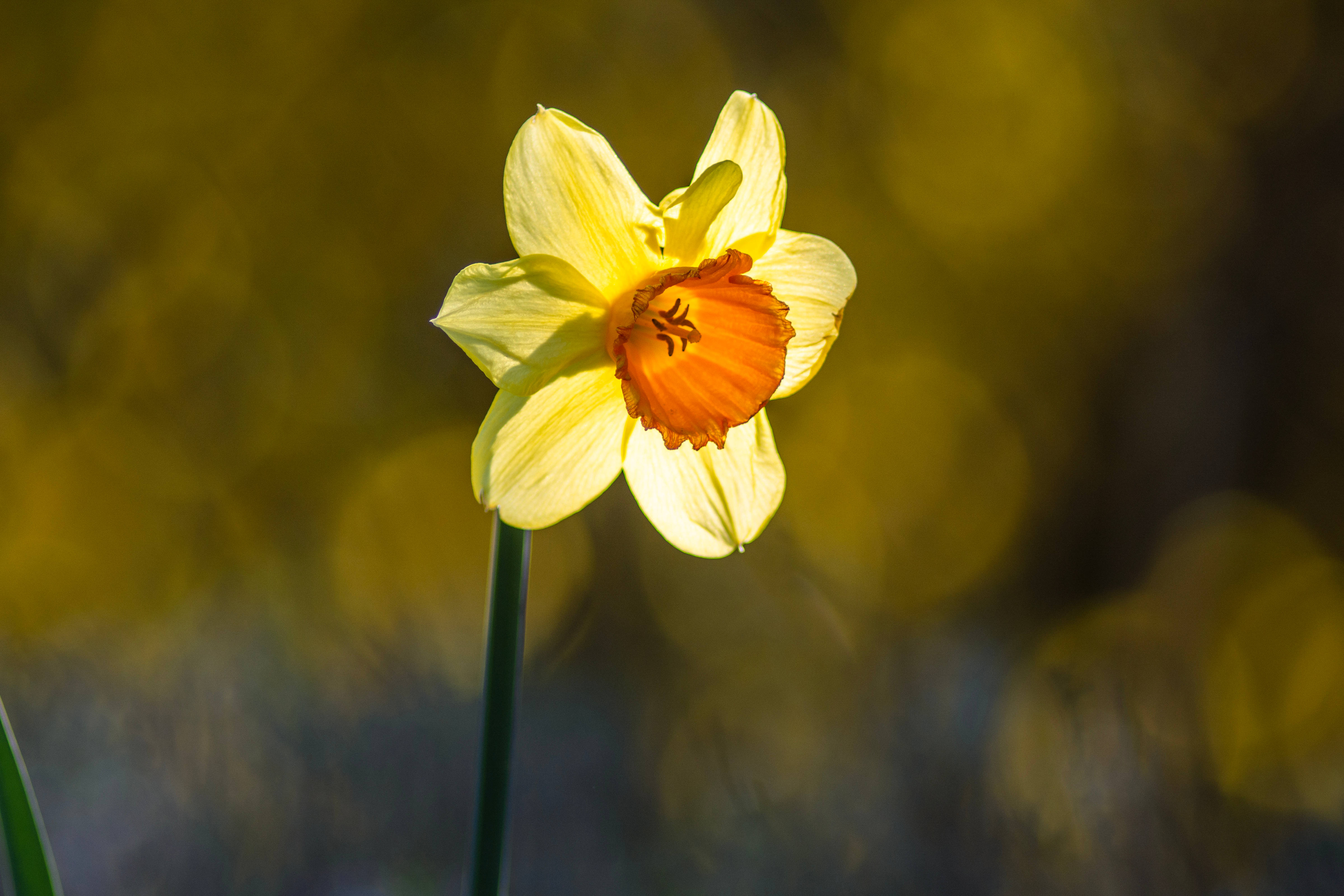 Daffodil 桌布 壁紙 — 一朵鮮黃色水仙花，帶有橙色中心，在柔和的金色散景背景下盛開。