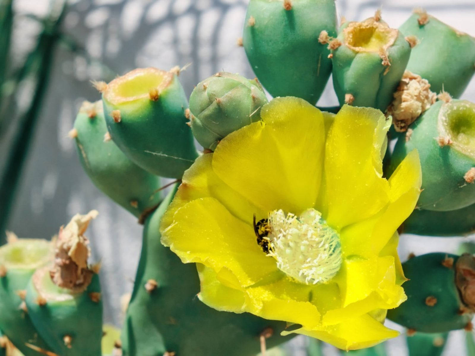 Cactus 桌布 壁紙 — 一朵鮮黃色的仙人掌花在綠色莖片上盛開，蜜蜂正在採集花蜜。