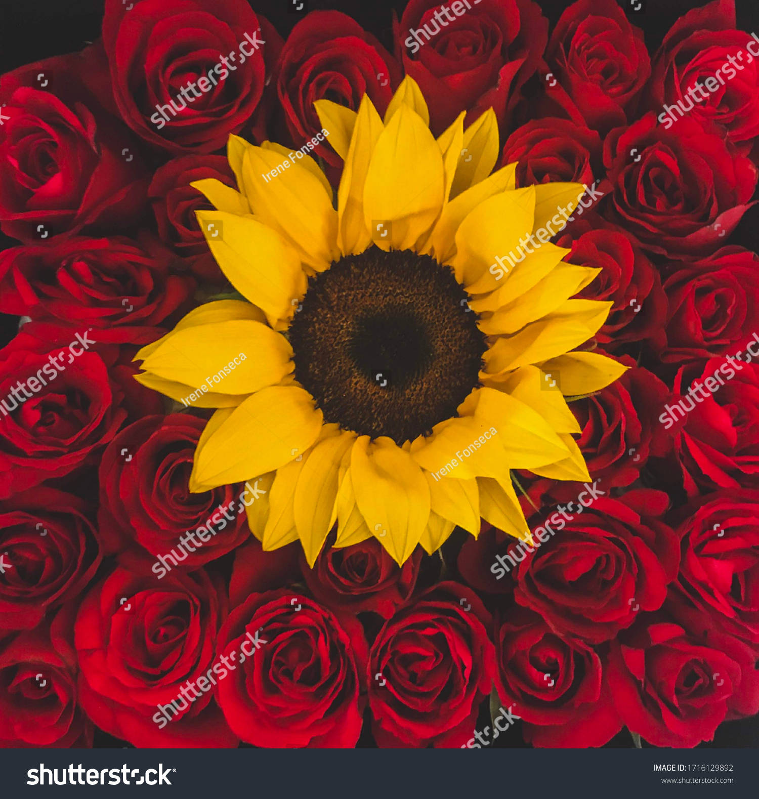 Roses 桌布 壁紙 — 一朵鮮黃色的向日葵，在深色背景上，位於密集的深紅色玫瑰花叢中央。