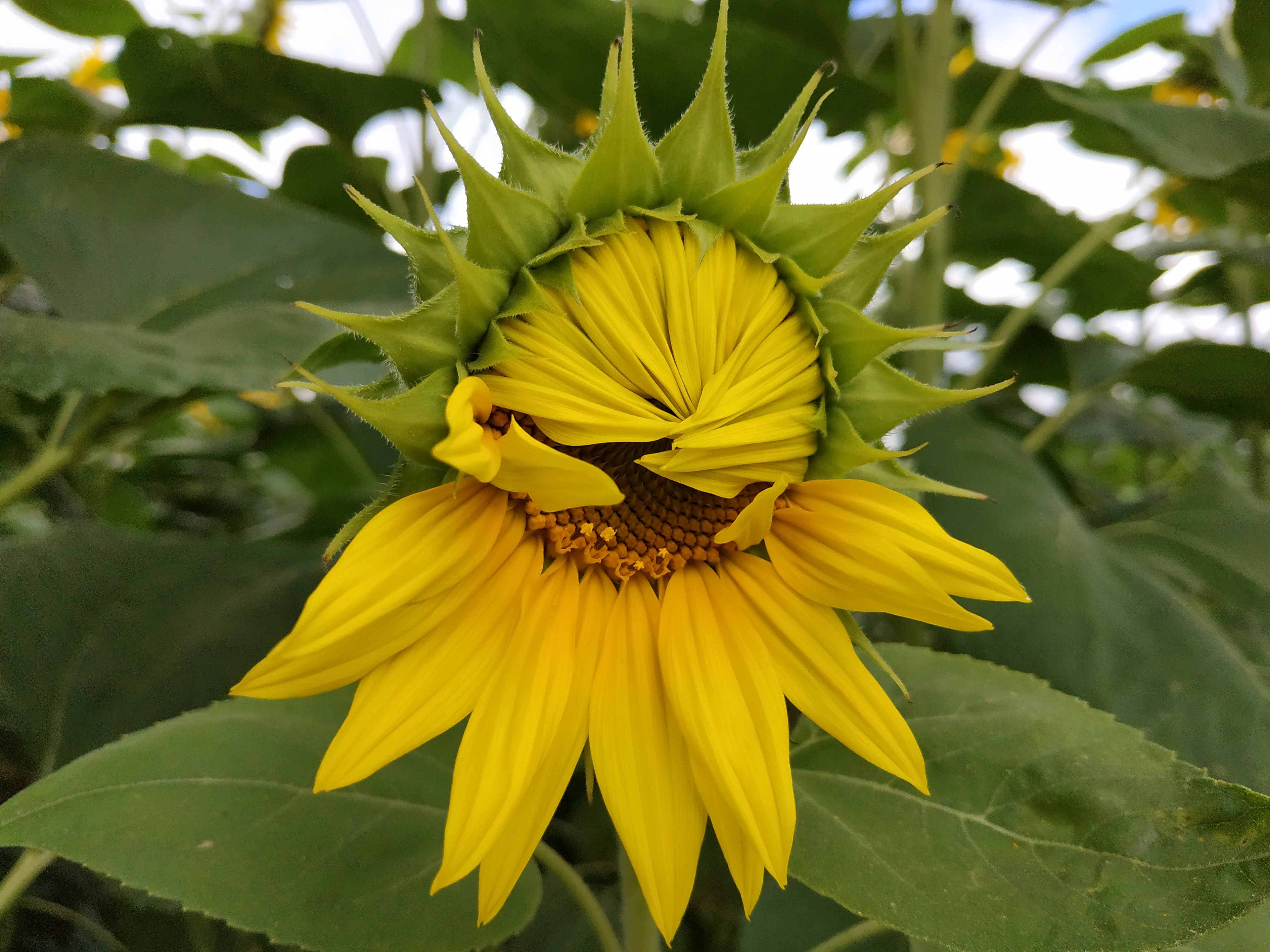 Sunflower Aesthetic 桌布 壁紙 — 一朵鮮黃色的向日葵，帶有綠色尖刺的花蕾，部分展開花瓣，襯托著茂盛的綠葉。