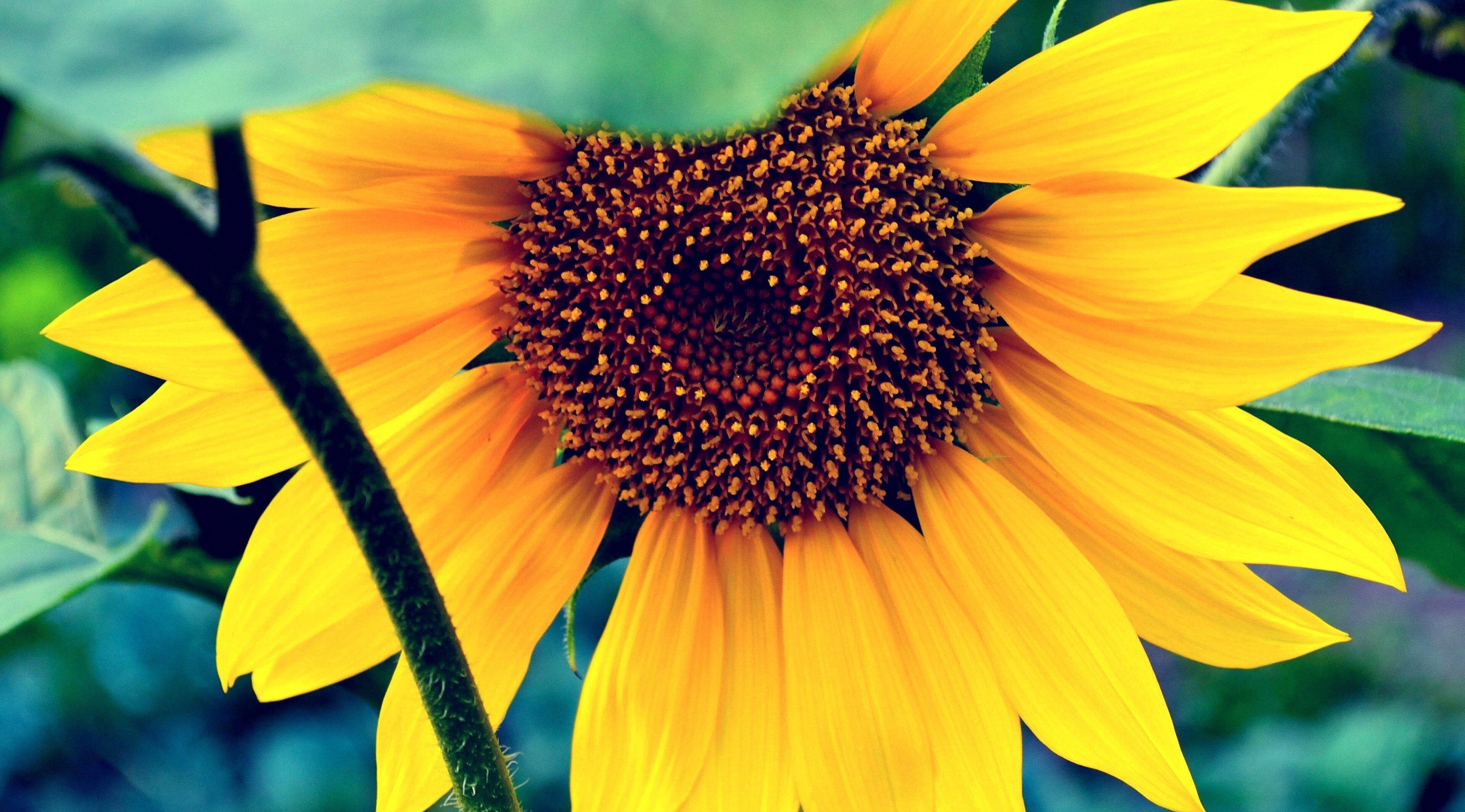 Sunflowers And Roses 桌布 壁紙 — 一朵鮮黃色的向日葵，帶有詳細的棕色中心，在柔和的綠色模糊背景下盛開。