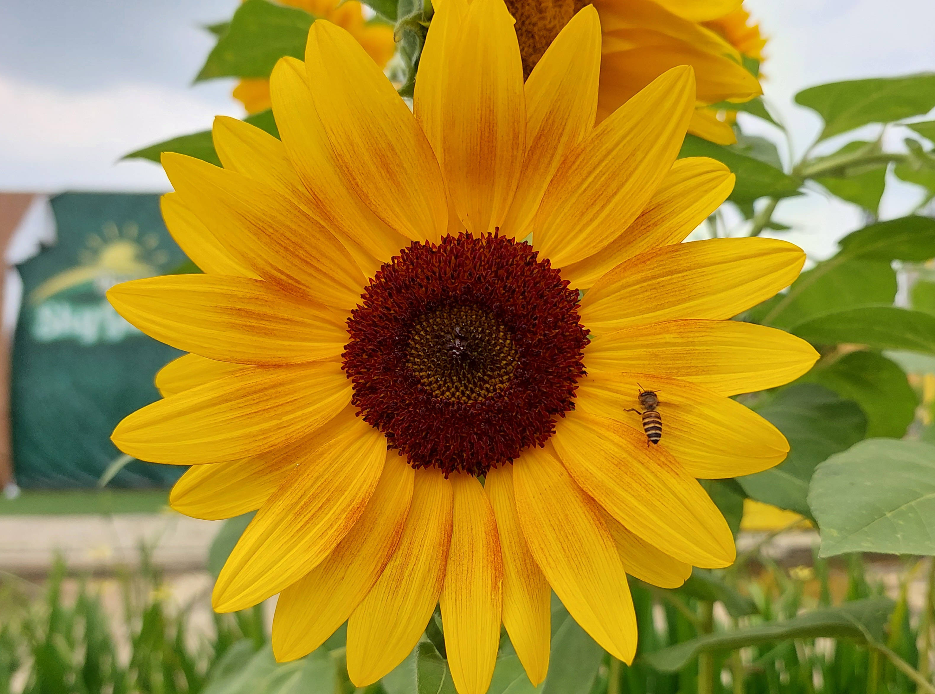 Sunflower Aesthetic 桌布 壁紙 — 一朵鮮黃色的向日葵，花瓣上棲息著一隻蜜蜂，背景是柔和的綠色和陰天。