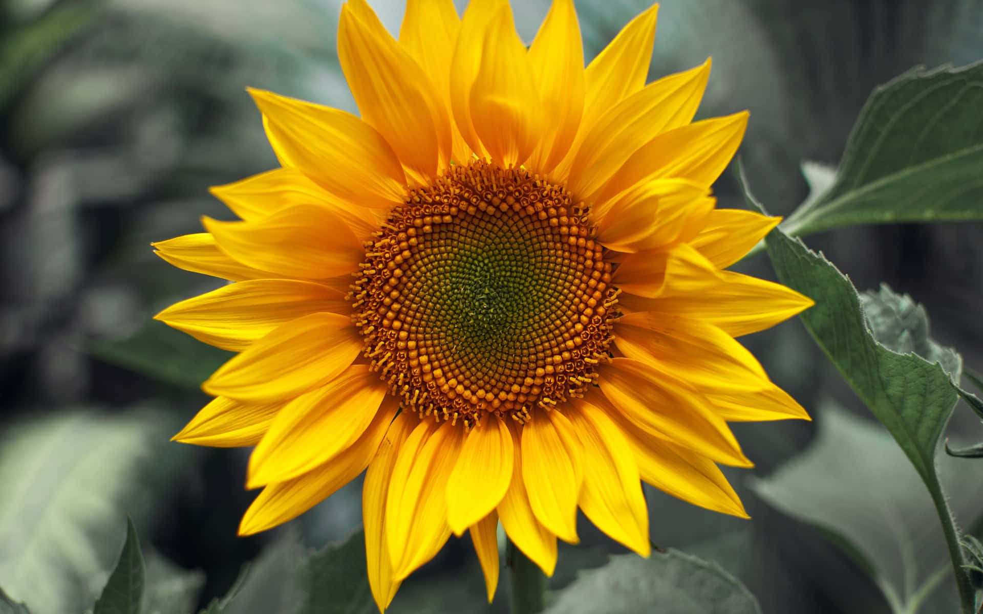 Sunflowers 桌布 壁紙 — 一朵鮮黃色的向日葵，花瓣細節豐富，花心質感突出，在柔和的綠色葉片中脫穎而出。