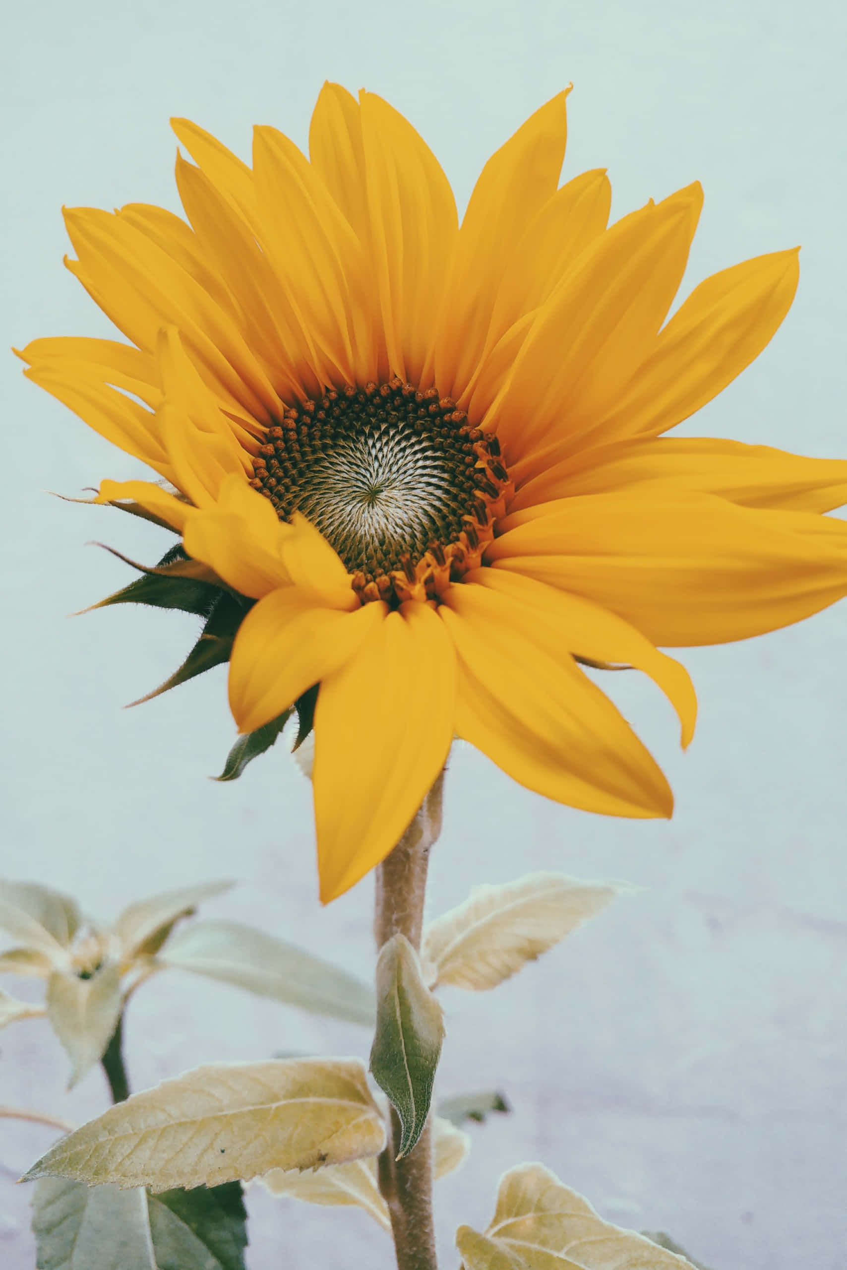Yellow Sunflower Aesthetic 桌布 壁紙 — 一朵鮮黃色的向日葵，花瓣細節豐富，中心深色，在柔和的淡藍色背景上高高聳立。