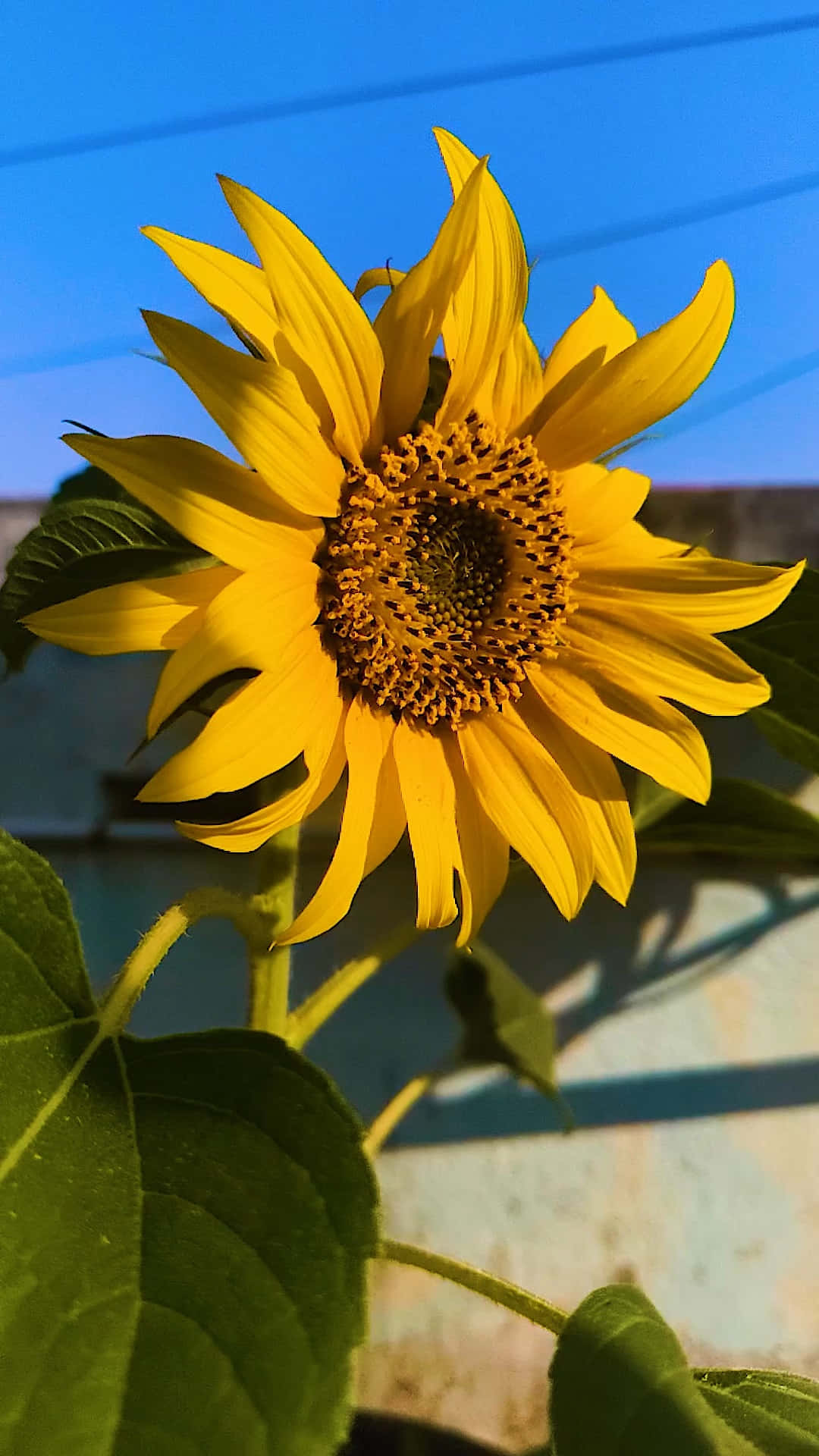 Sunflower 壁紙 — 一朵鮮黃色的向日葵，花瓣細緻，中心深色，在清澈的藍天和隱約的電線襯托下盛開。