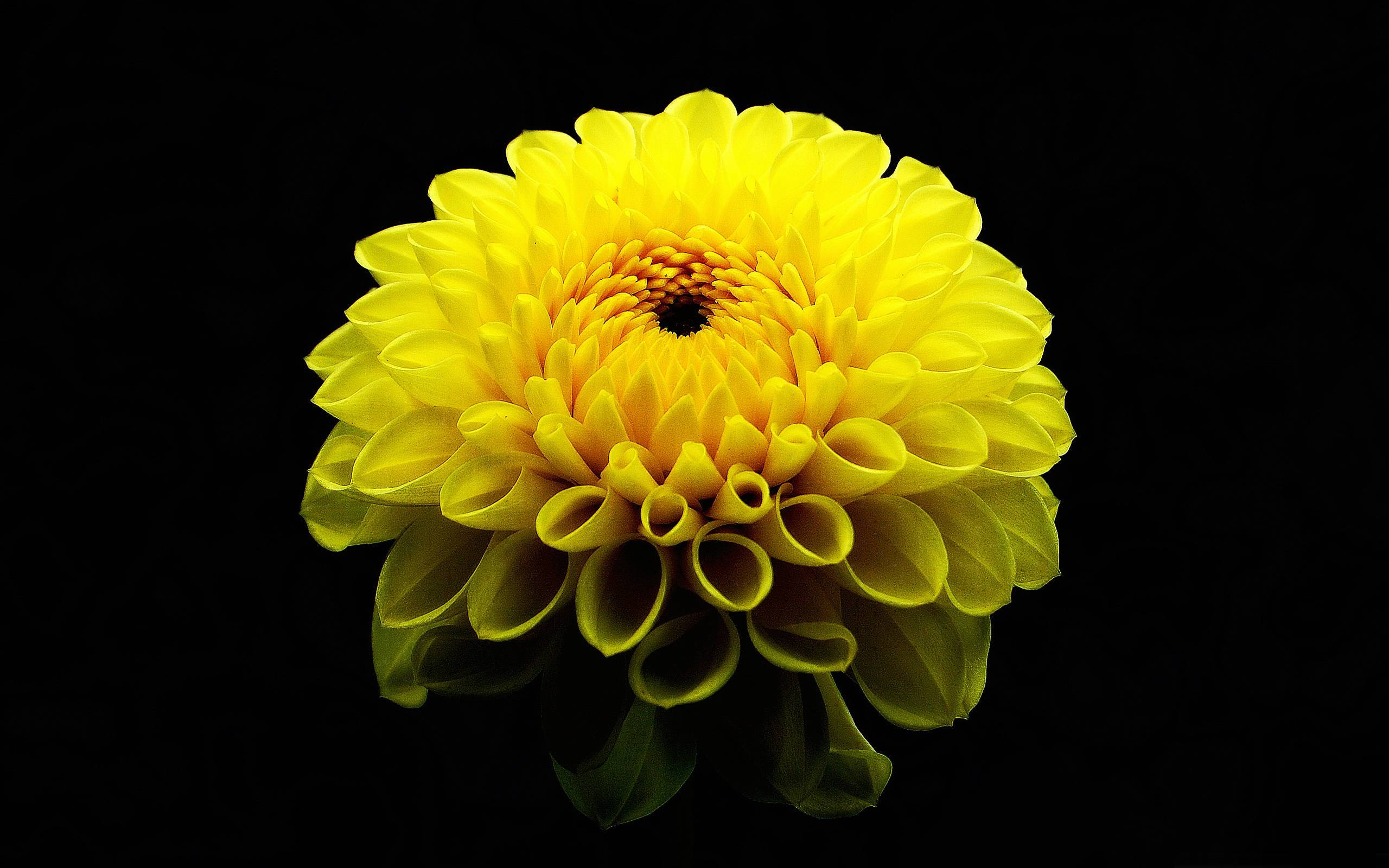 Dahlia 桌布 壁紙 — 一朵鮮黃色的大麗花，花瓣層層疊疊，中心深色，在純黑色背景下格外突出。