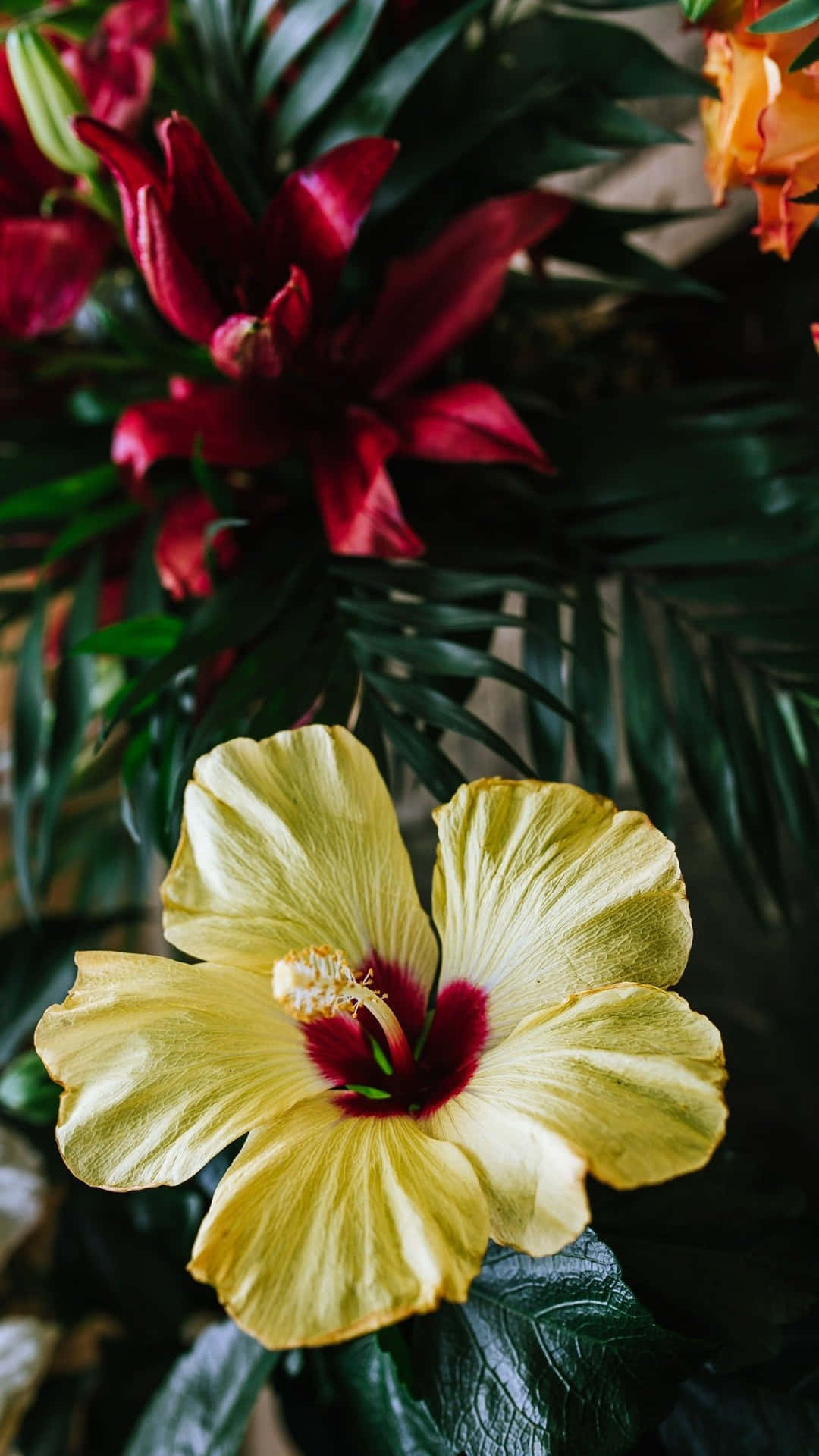 一朵黃色的朱槿花，中心紅色，被綠葉和紅花包圍。 — 夏威夷 壁紙
