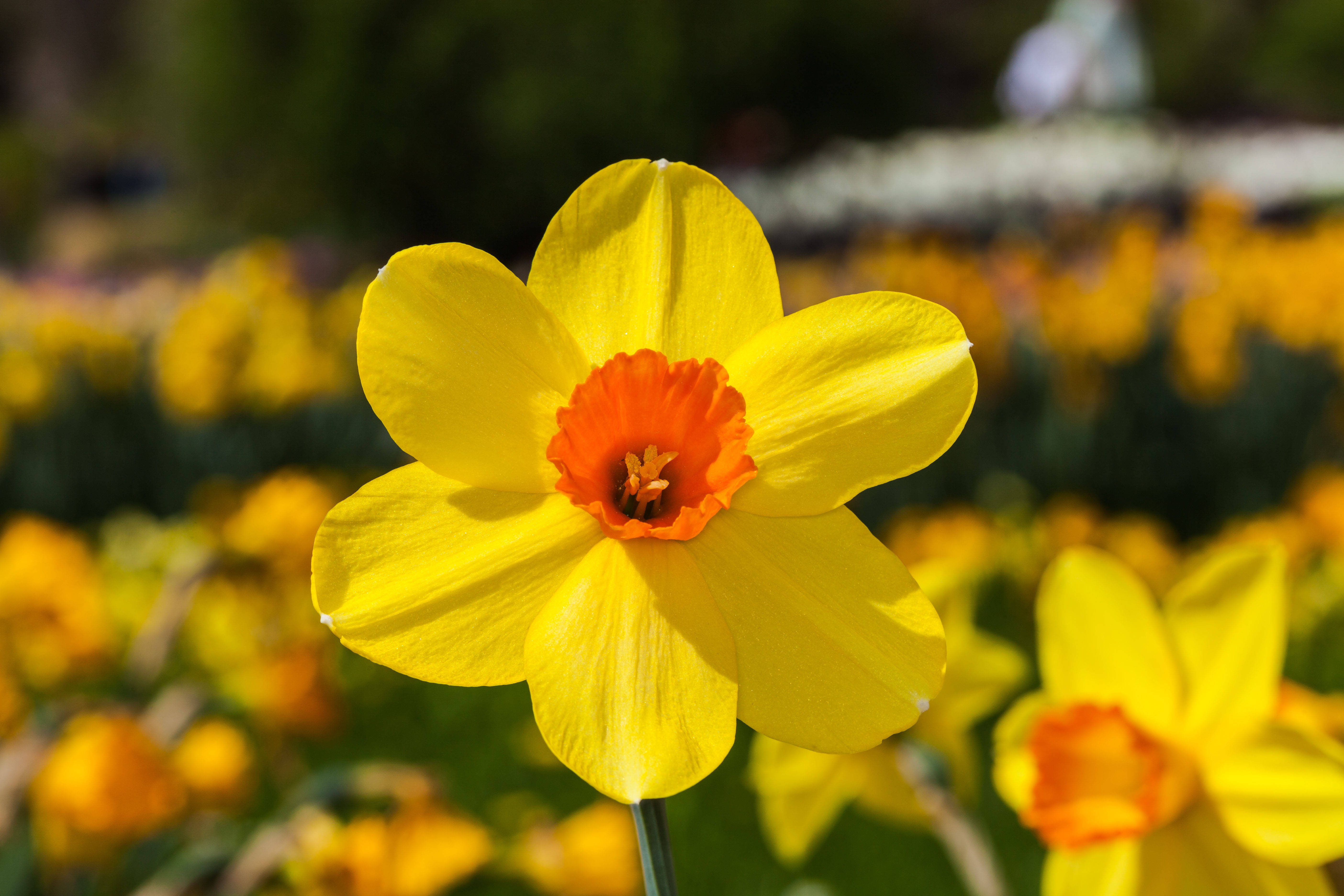 Narcissus 桌布 壁紙 — 一朵鮮黃色的水仙花，帶有橙色中心，在類似花朵的柔和模糊背景下清晰綻放。