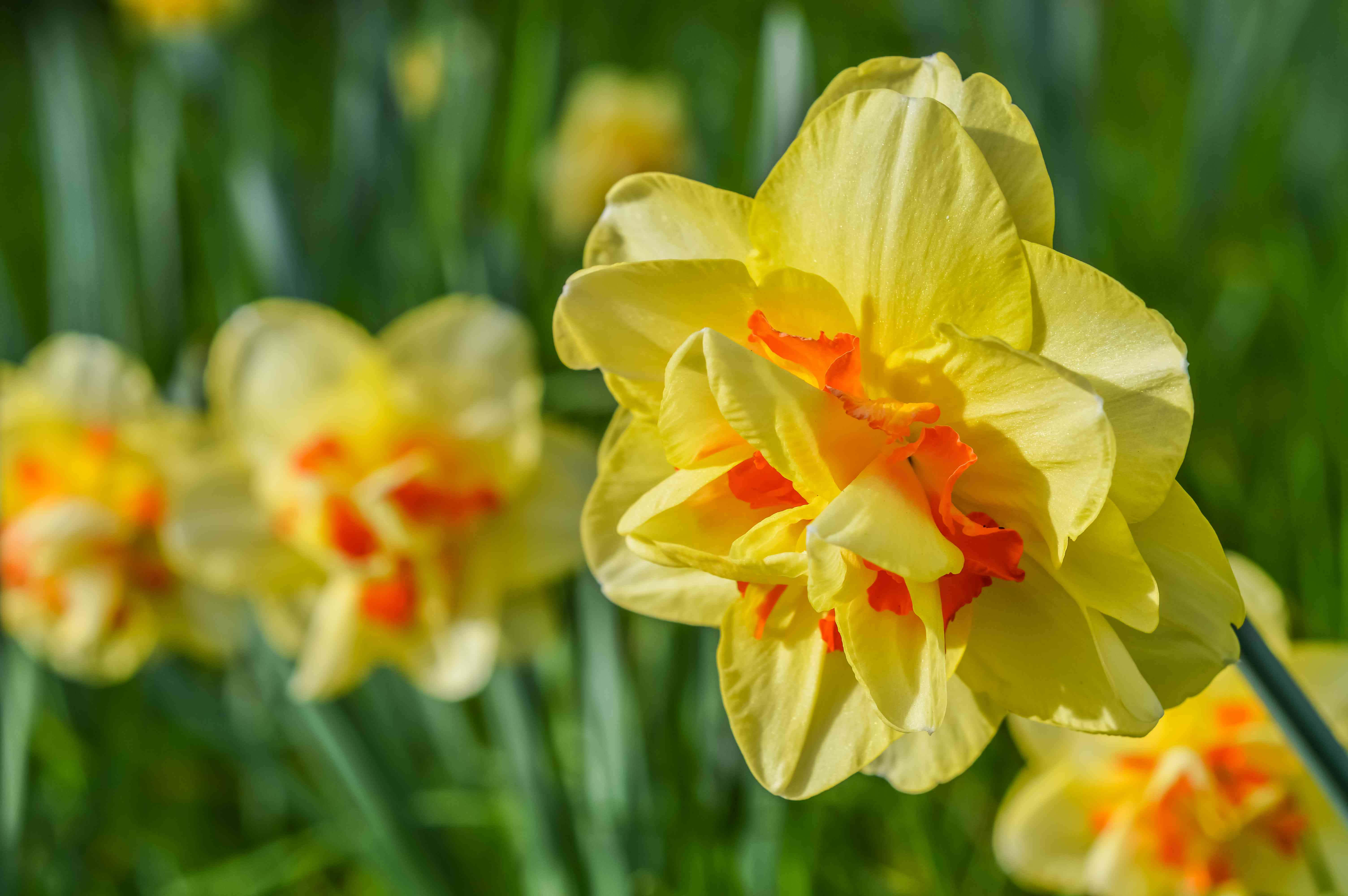 Daffodil 桌布 壁紙 — 一朵鮮黃色的水仙花，帶有橙色中心，在柔和焦點的綠色草地上盛開，沐浴在明亮的陽光下。