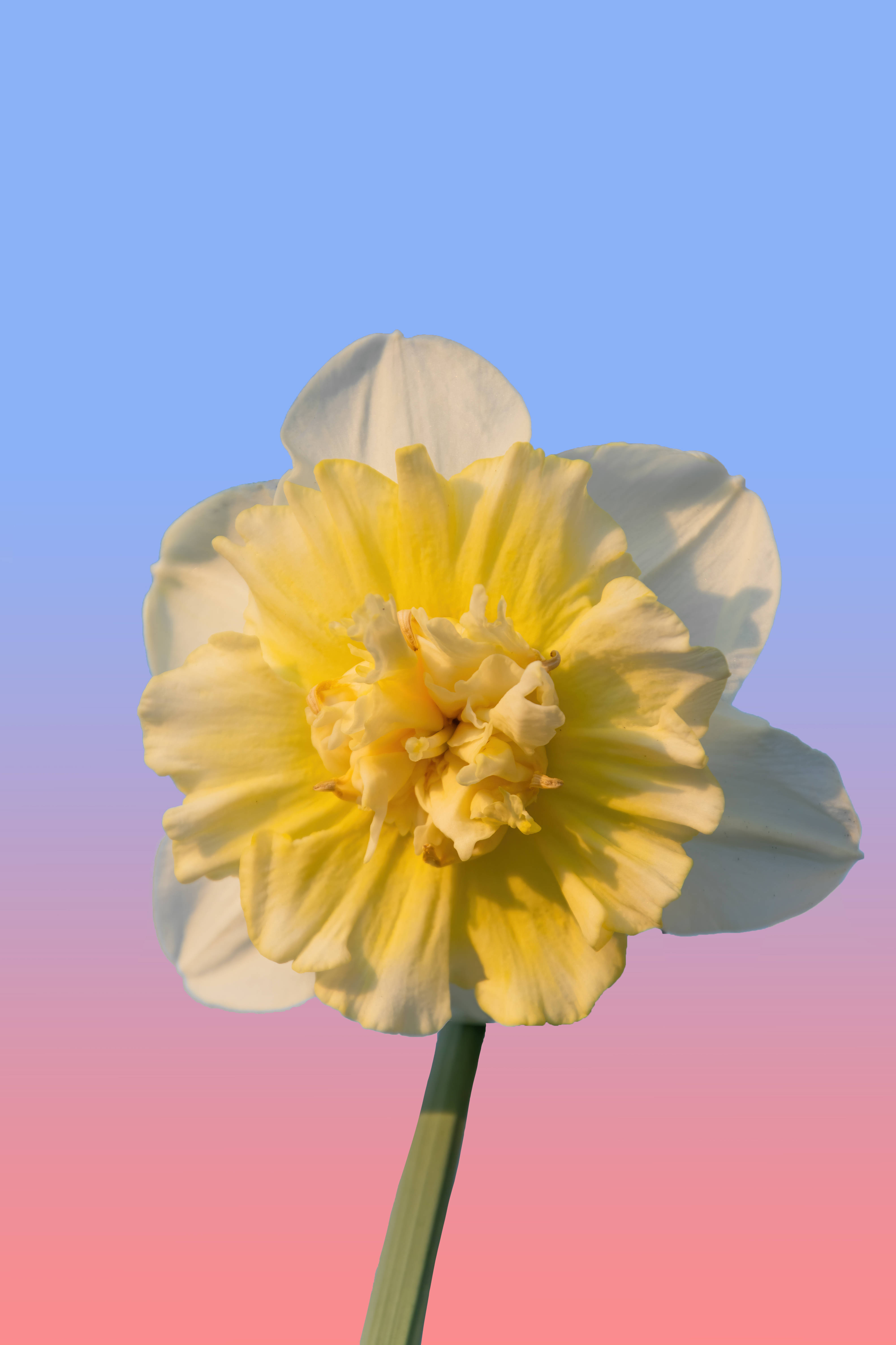 Daffodil 桌布 壁紙 — 一朵鮮黃色的水仙花，帶有精緻的白色花瓣，在從藍色漸變到粉紅色的柔和天空下盛開。