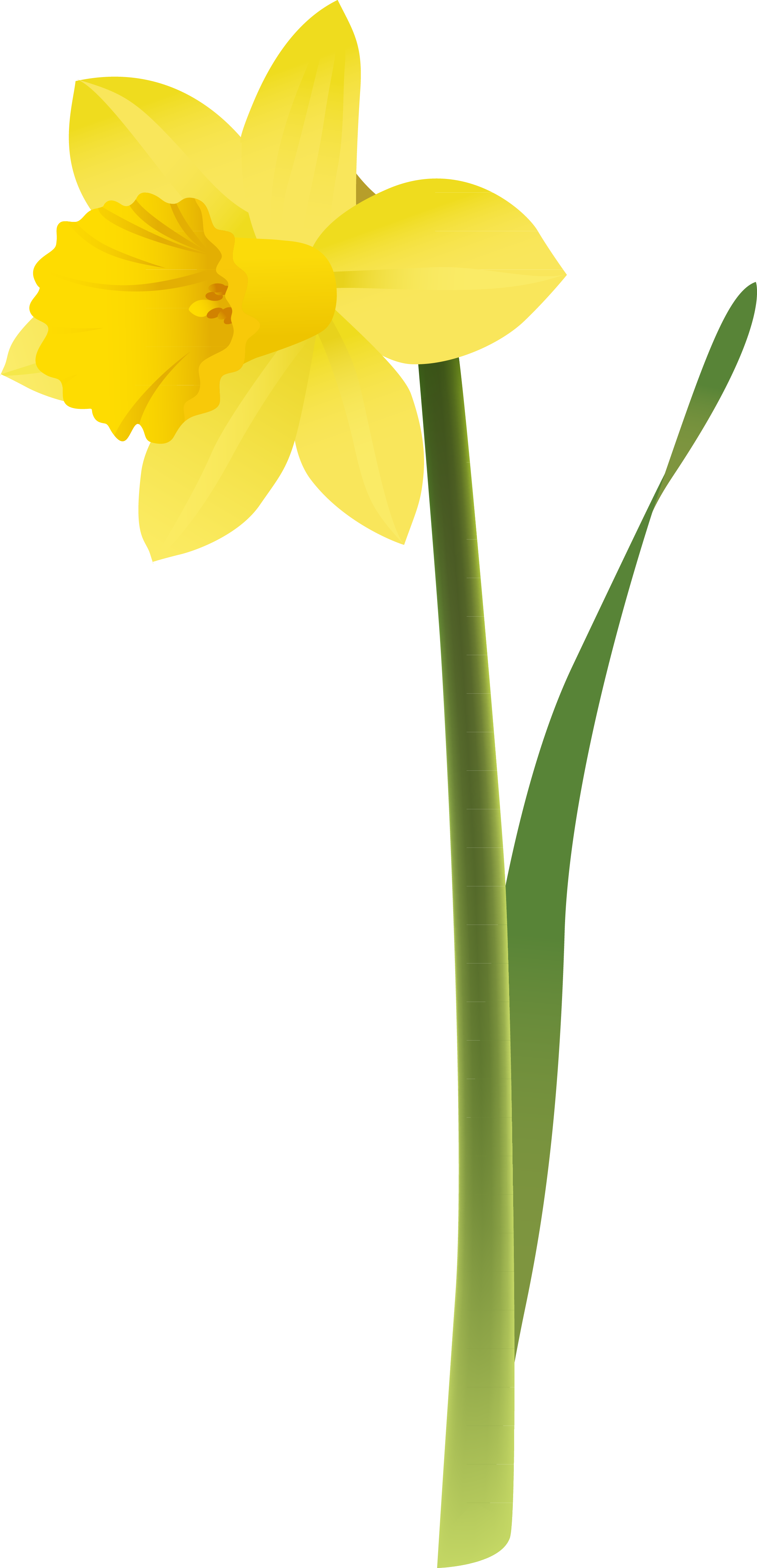 Yellow Flower 桌布 壁紙 — 一朵鮮黃色的水仙花，帶有綠色莖和葉子，在潔白的背景上高高聳立。
