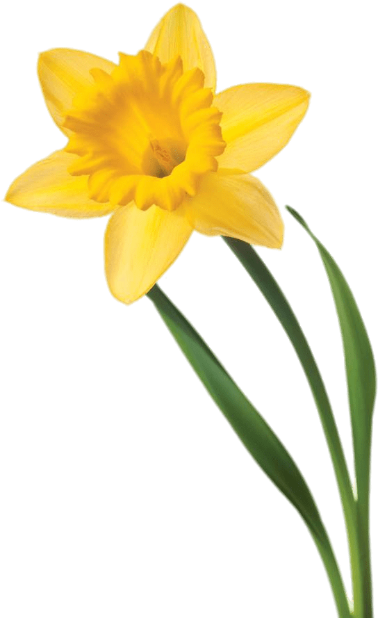 Yellow Flower 桌布 壁紙 — 一朵鮮黃色的水仙花，帶有綠色莖葉，在純黑背景下格外突出。