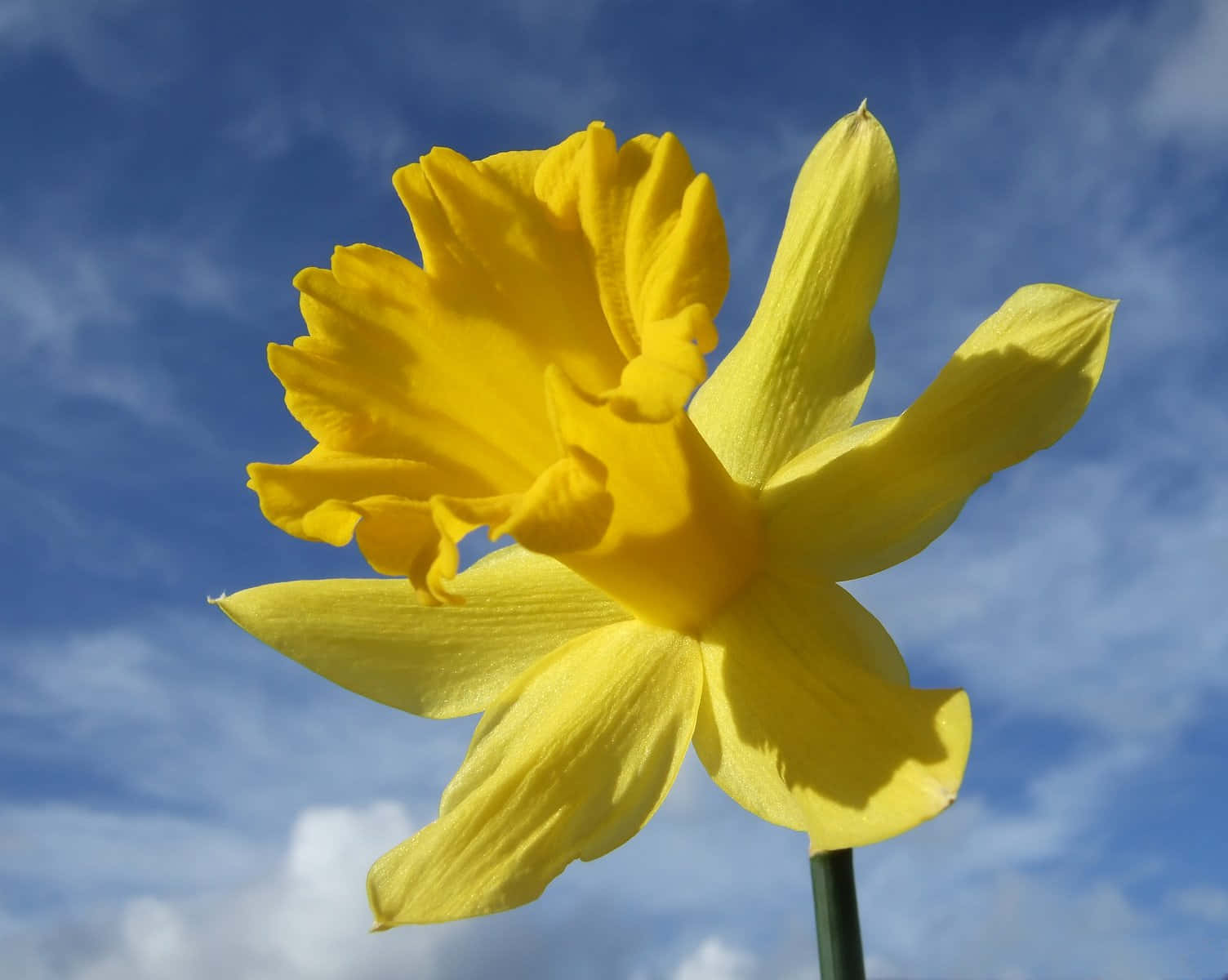 Daffodil 桌布 壁紙 — 一朵鮮黃色的水仙花在明亮的藍天和白雲中綻放。