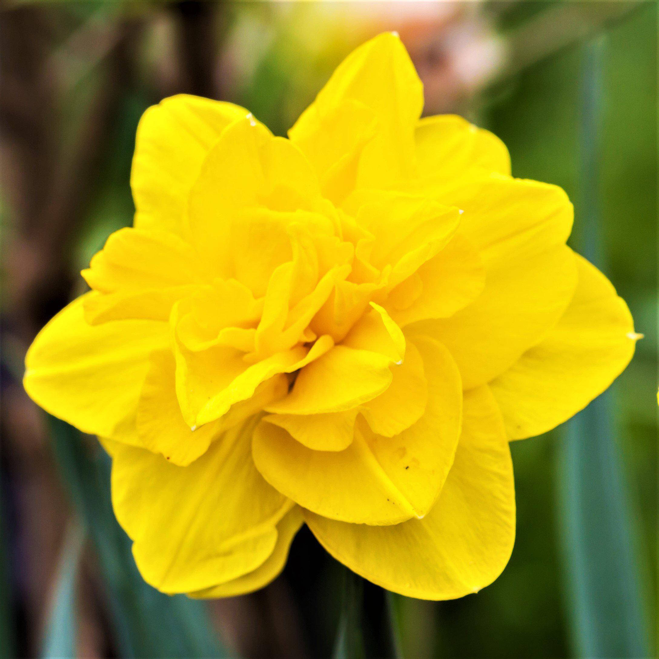 Narcissus 桌布 壁紙 — 一朵鮮黃色的水仙花在柔和焦點中盛開，背景有茂盛的綠葉。