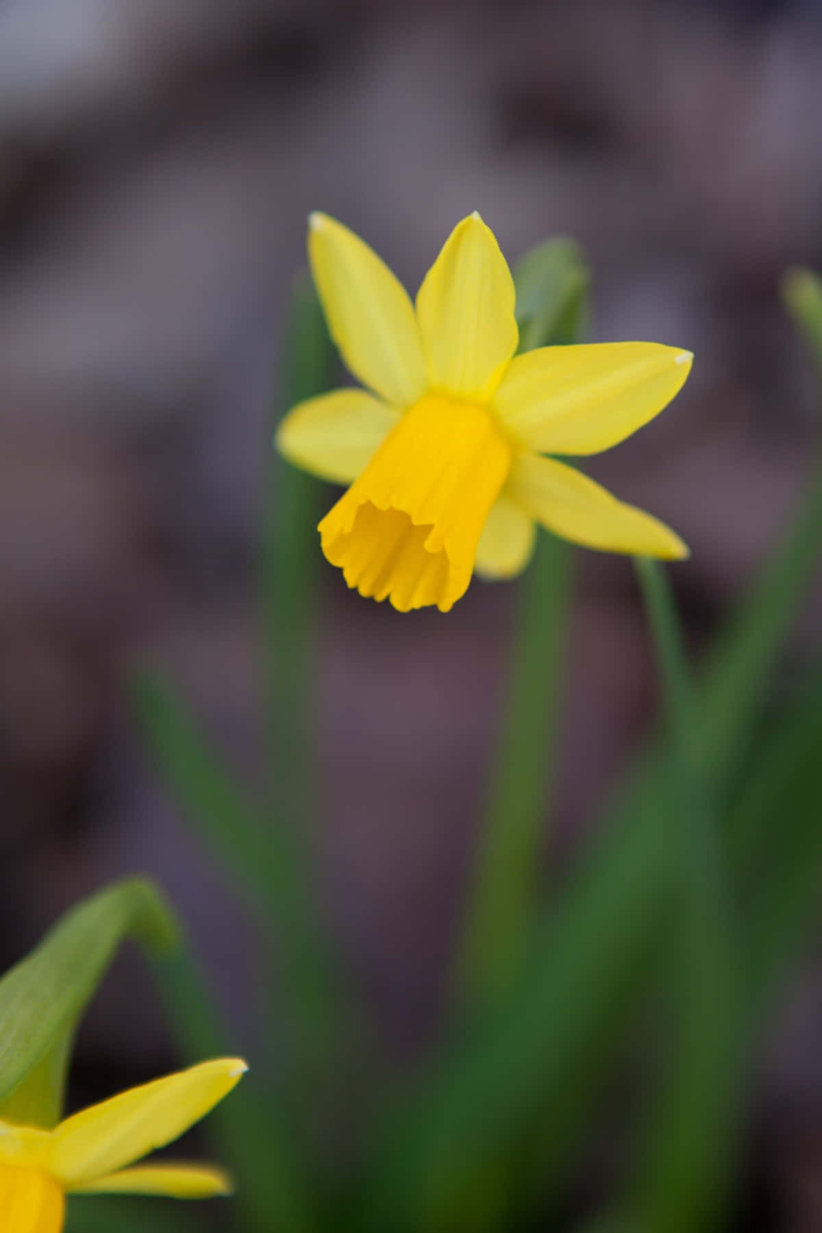 Daffodil 桌布 壁紙 — 一朵鮮黃色的水仙花在柔和焦點中綻放，背景是模糊的泥土色調和綠色莖幹。