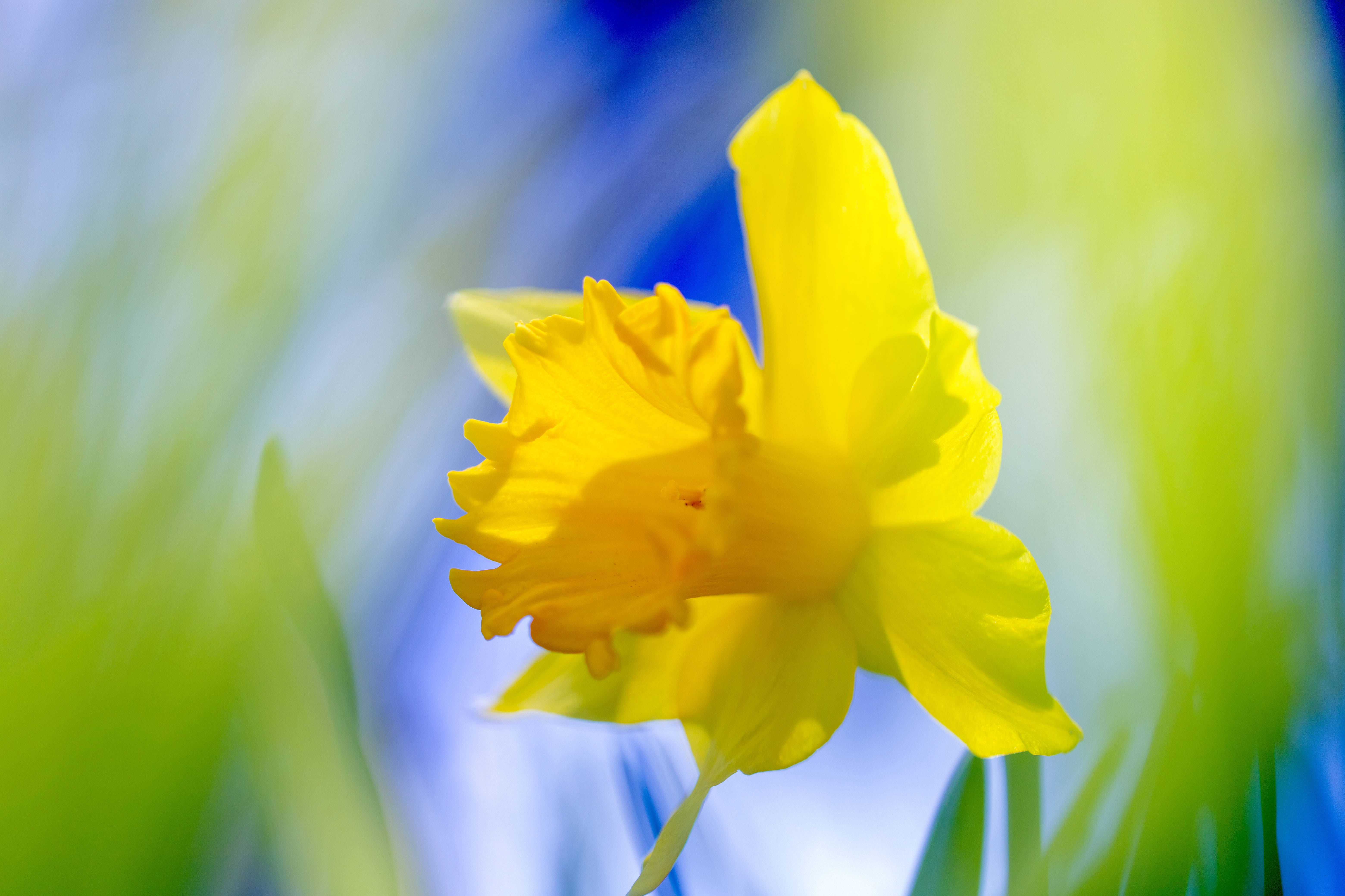 Daffodil 桌布 壁紙 — 一朵鮮黃色的水仙花在柔焦的草地上盛開，沐浴在明亮的春日陽光下。