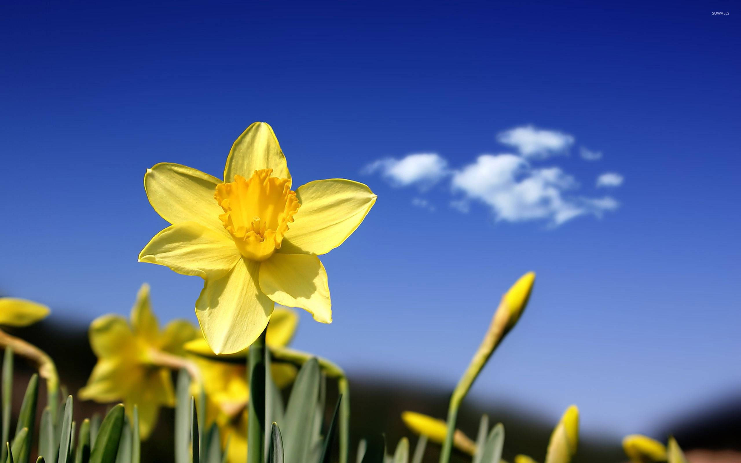 Daffodil 桌布 壁紙 — 一朵鮮黃色的水仙花在清澈的藍天、柔軟的白雲和下方模糊的綠色莖桿襯托下盛開。