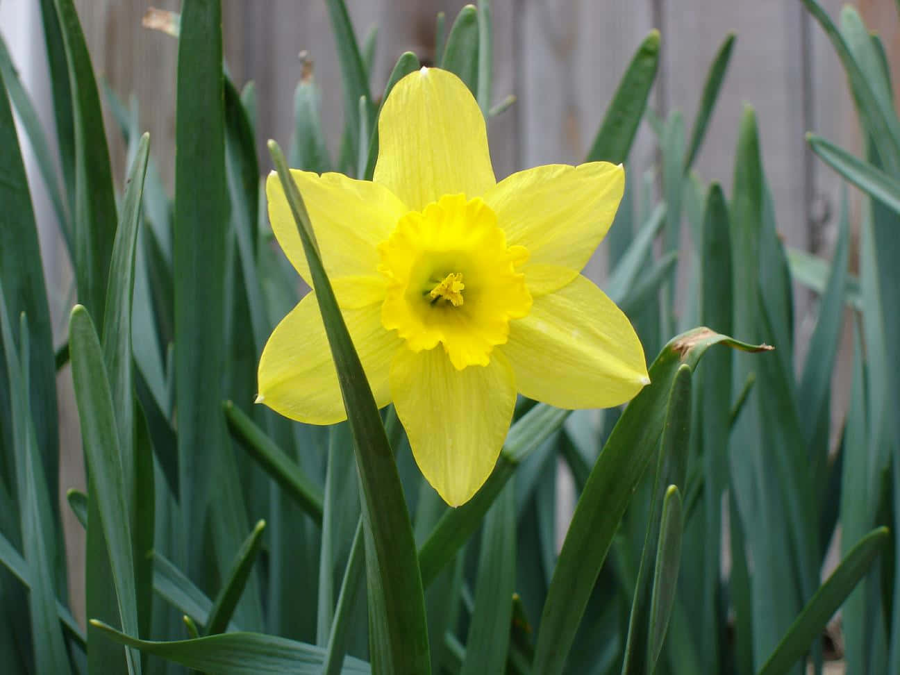 Daffodil 桌布 壁紙 — 一朵鮮黃色的水仙花在茂盛的綠葉中驕傲地綻放，背景是柔軟的木柵欄。
