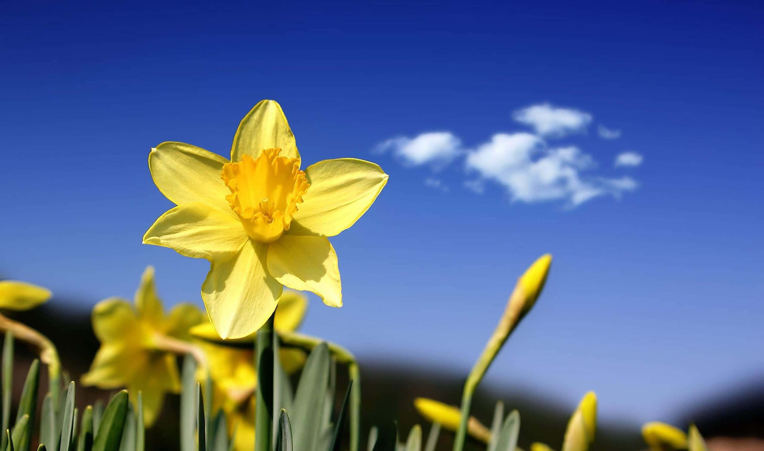 Yellow Daffodils 桌布 壁紙 — 一朵鮮黃色的水仙花在藍天白雲下盛開。
