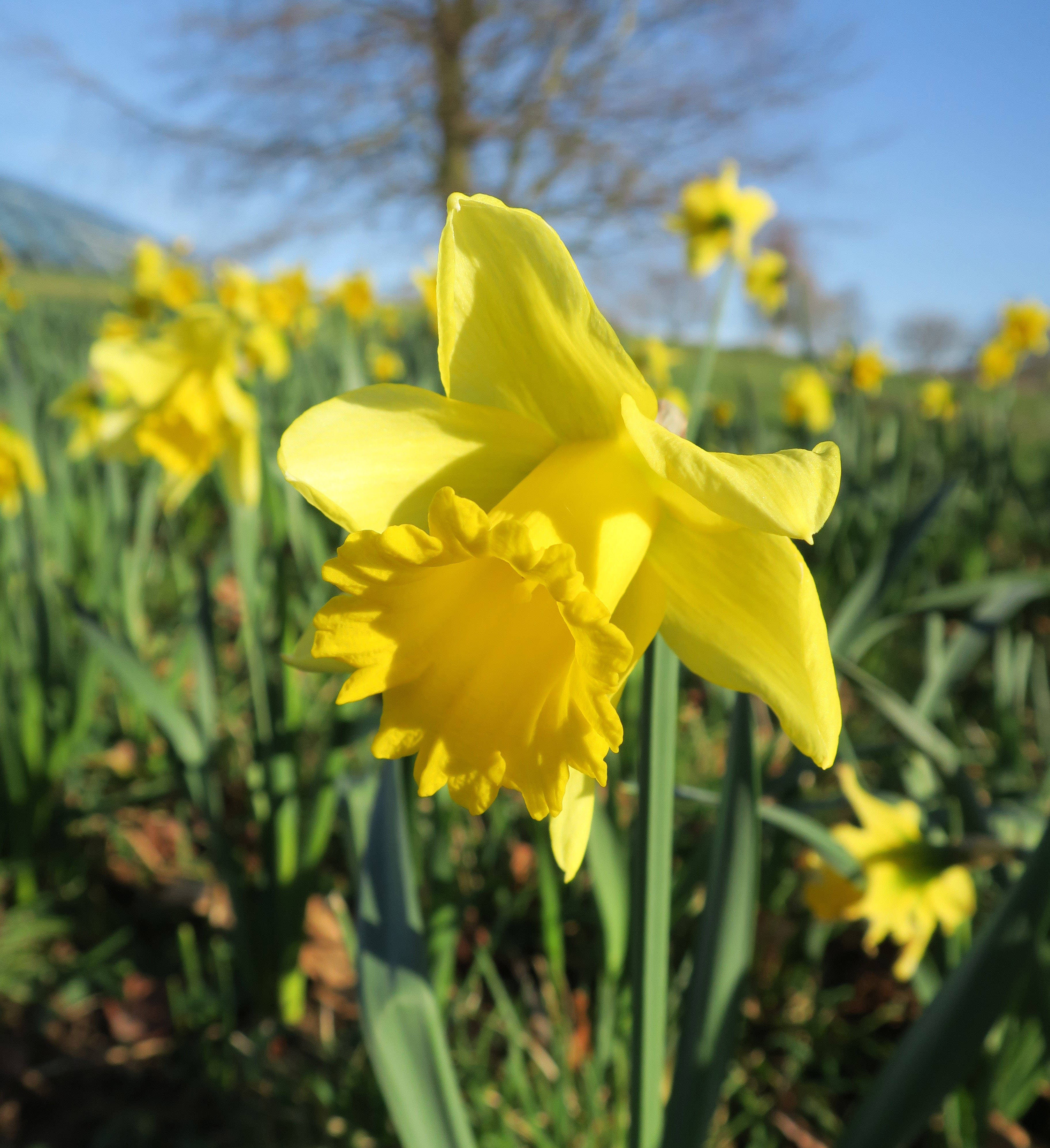 Narcissus 桌布 壁紙 — 一朵鮮黃色的水仙花在陽光普照的田野上清晰對焦，背景有模糊的綠植和遠處的山丘，天空清澈湛藍。