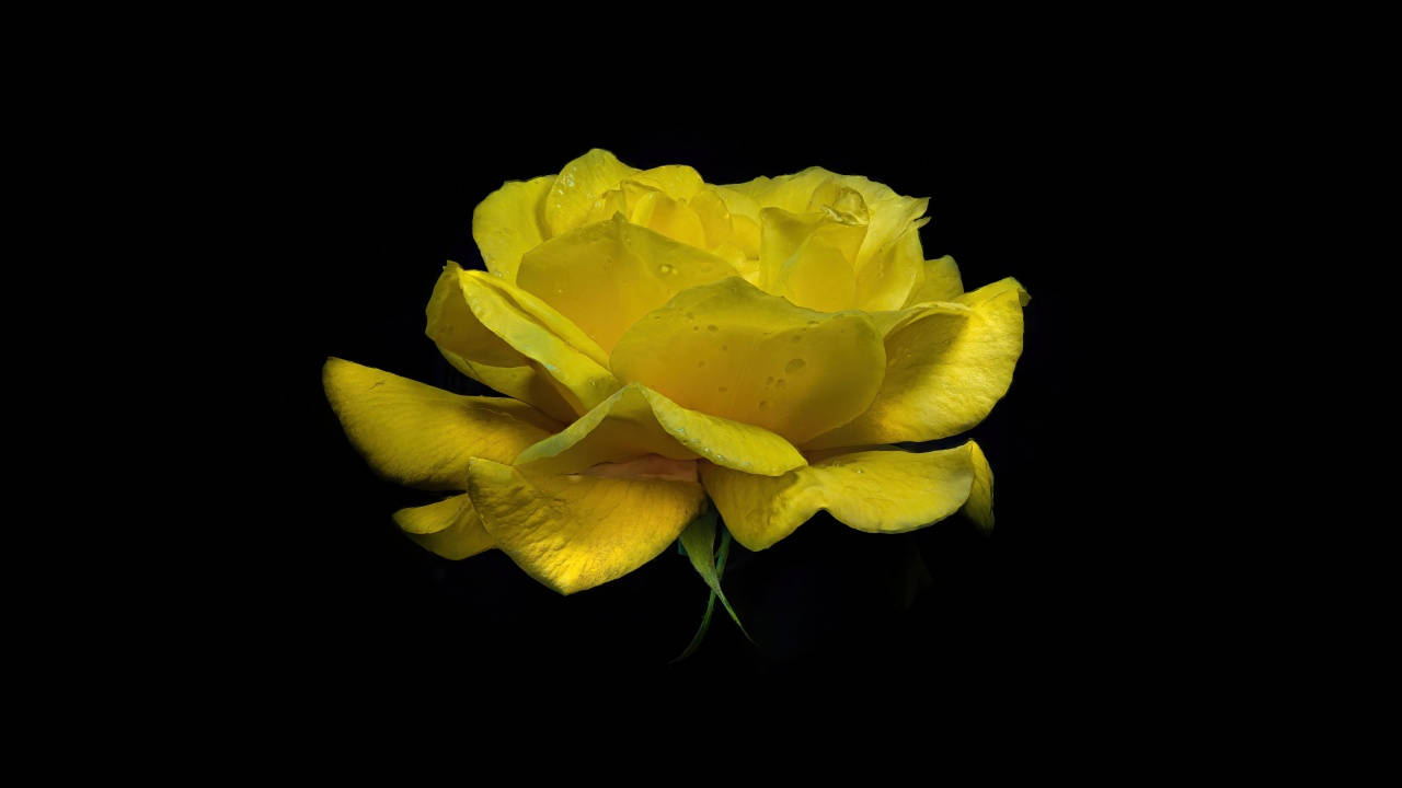 暗色電腦 桌布 壁紙 — 一朵鮮黃色的玫瑰，帶有露珠，在純黑色背景下閃耀。