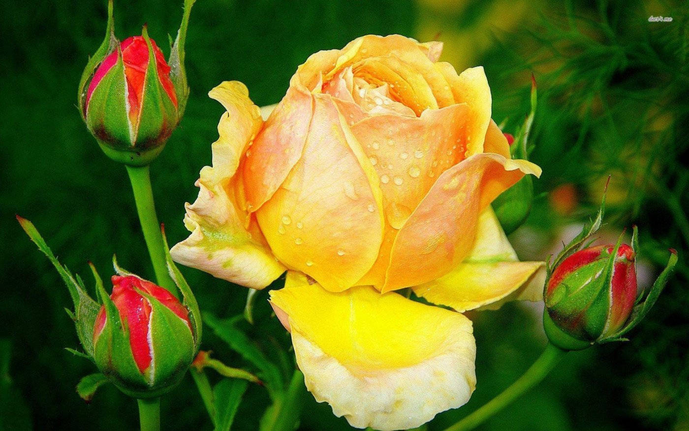 Roses 桌布 壁紙 — 一朵鮮黃色的玫瑰帶著露珠，在綠葉和紅尖花蕾中綻放。