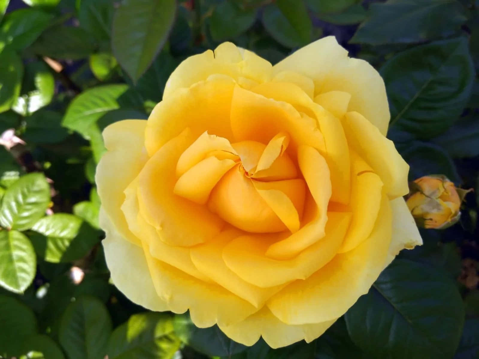 Beautiful Rose 桌布 壁紙 — 一朵鮮黃色的玫瑰盛開，在明亮的陽光下長滿茂盛的綠葉。