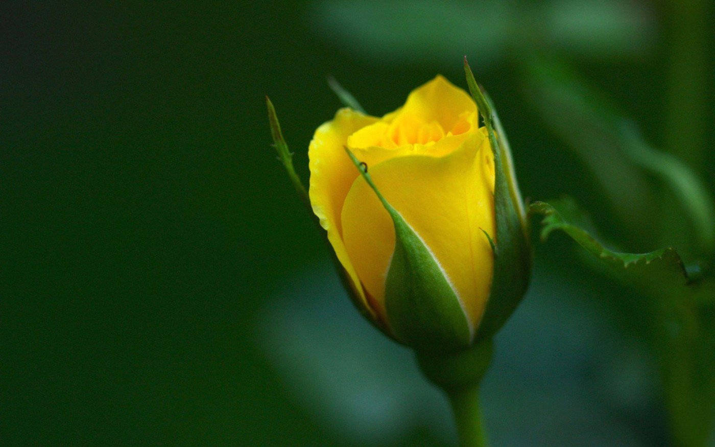 Roses 桌布 壁紙 — 一朵鮮黃色的玫瑰花蕾在柔和模糊的綠色背景上閃爍著露珠。
