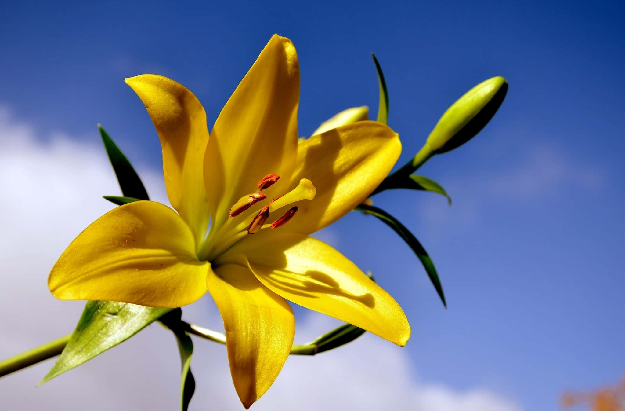 lily 桌布 壁紙 — 一朵鮮黃色的百合花在清澈的藍天和柔軟的白雲中盛開。