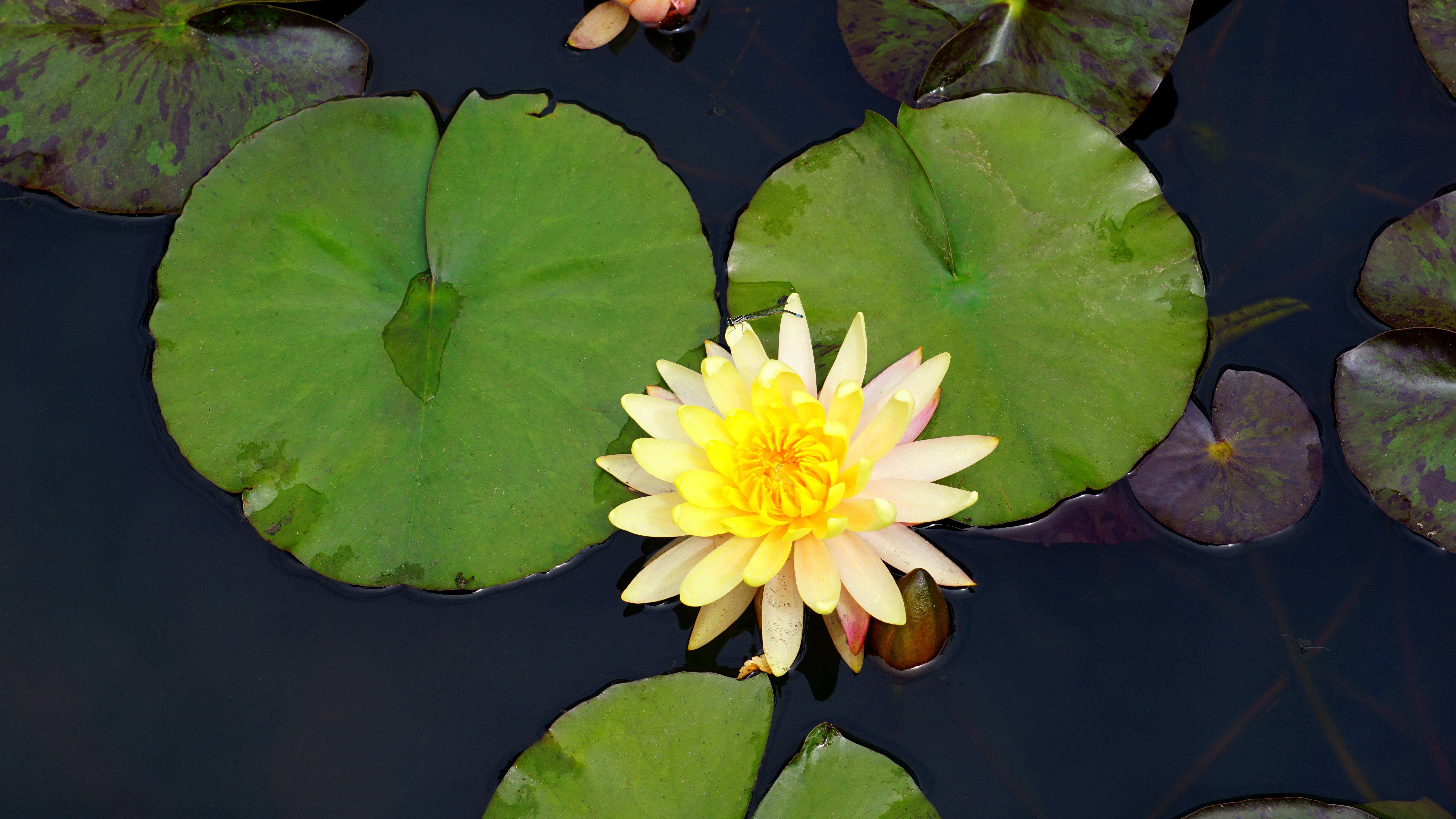 lotus 桌布 壁紙 — 一朵鮮黃色的睡蓮在深色水面上盛開，周圍環繞著大片綠色睡蓮葉。
