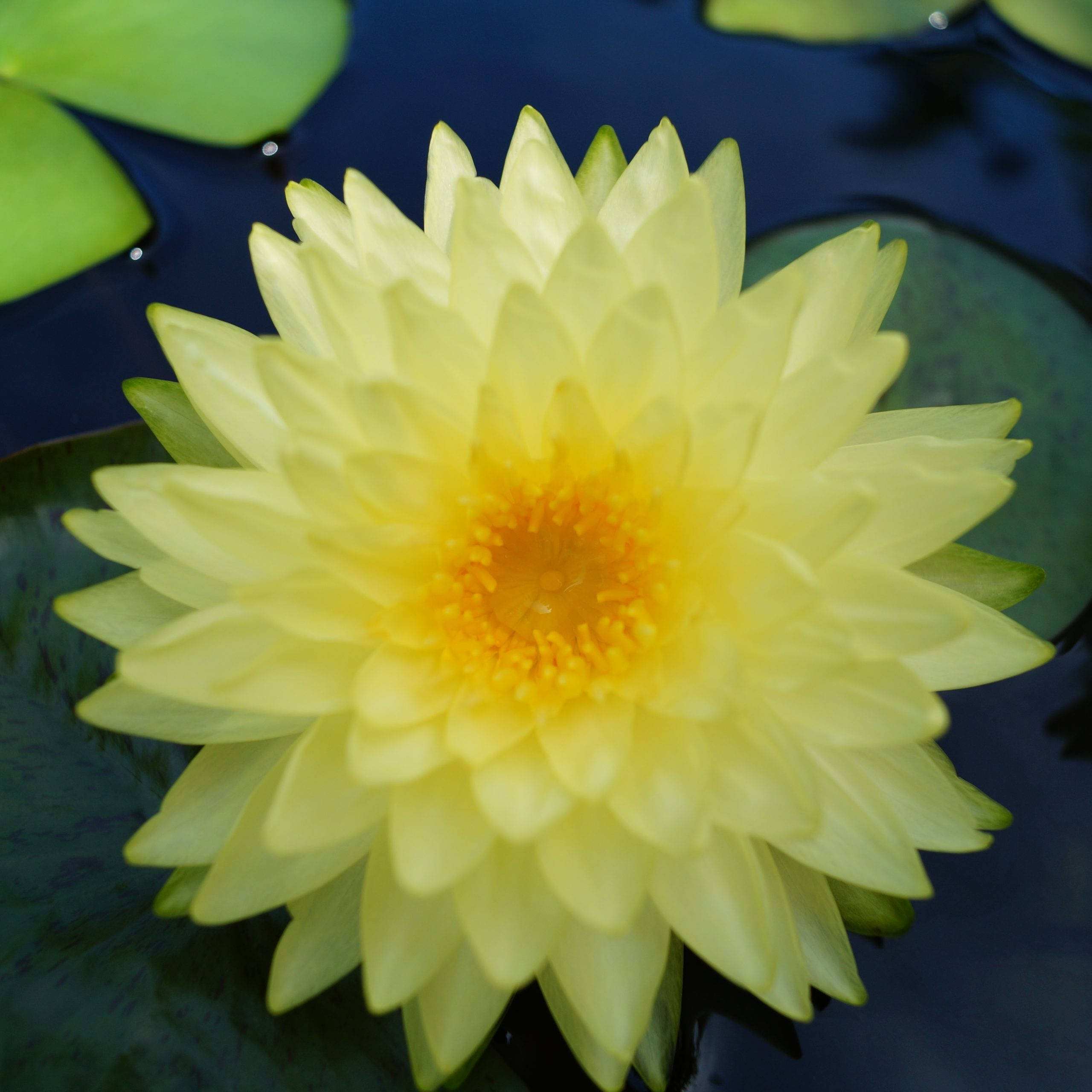 lily 桌布 壁紙 — 一朵鮮黃色的睡蓮在深色水面上盛開，周圍環繞著綠色睡蓮葉。