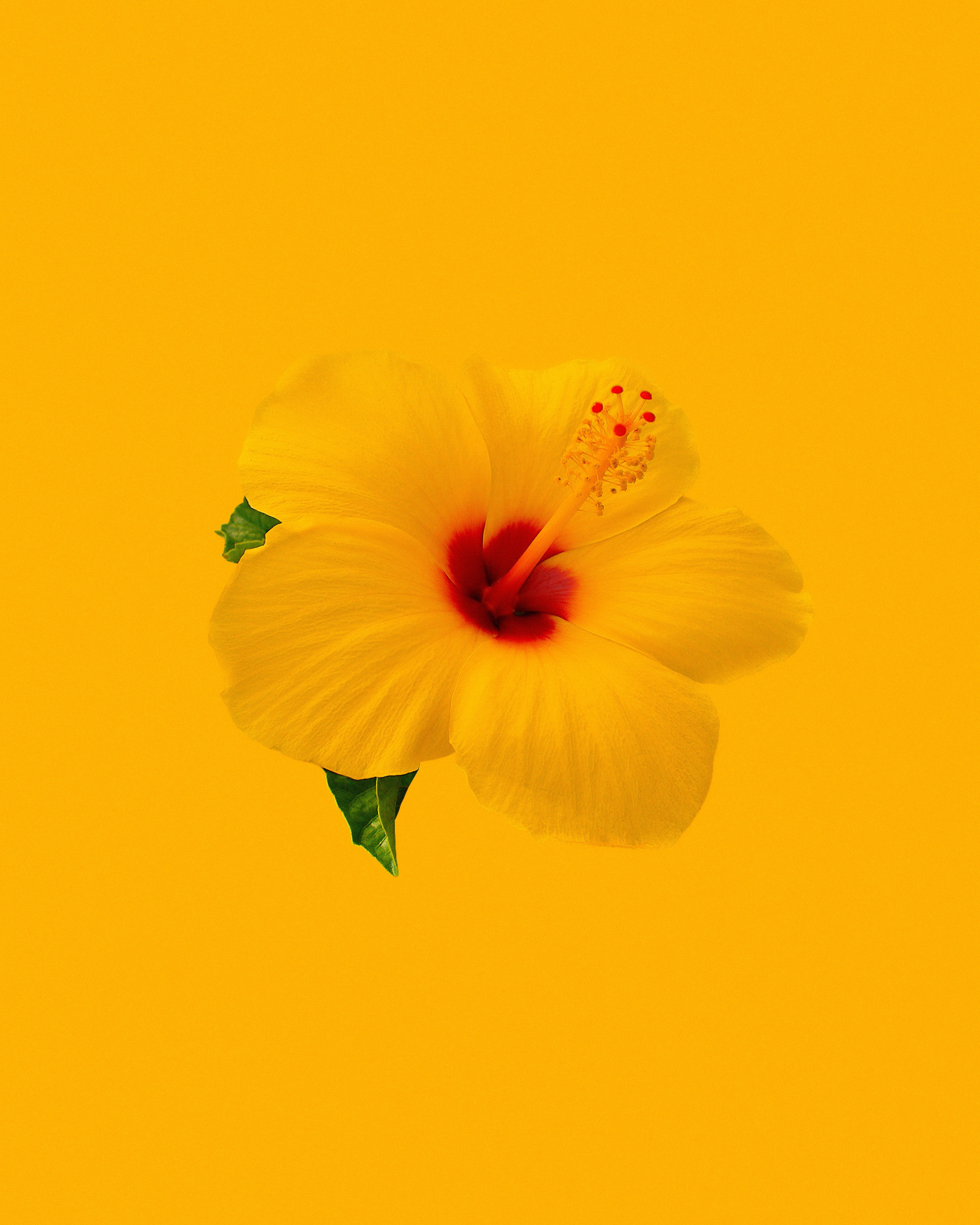 Yellow 桌布 壁紙 — 一朵鮮黃色的芙蓉花，帶有深紅色的花心，在純金黃色背景上盛開。