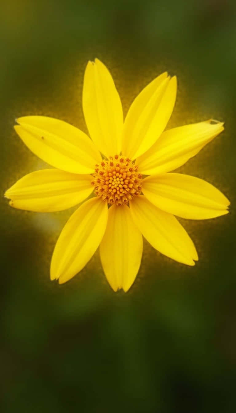 Flower 壁紙 — 一朵鮮黃色的花，花瓣纖細，中心呈紋理橙色，在柔和的模糊綠色背景下盛開。