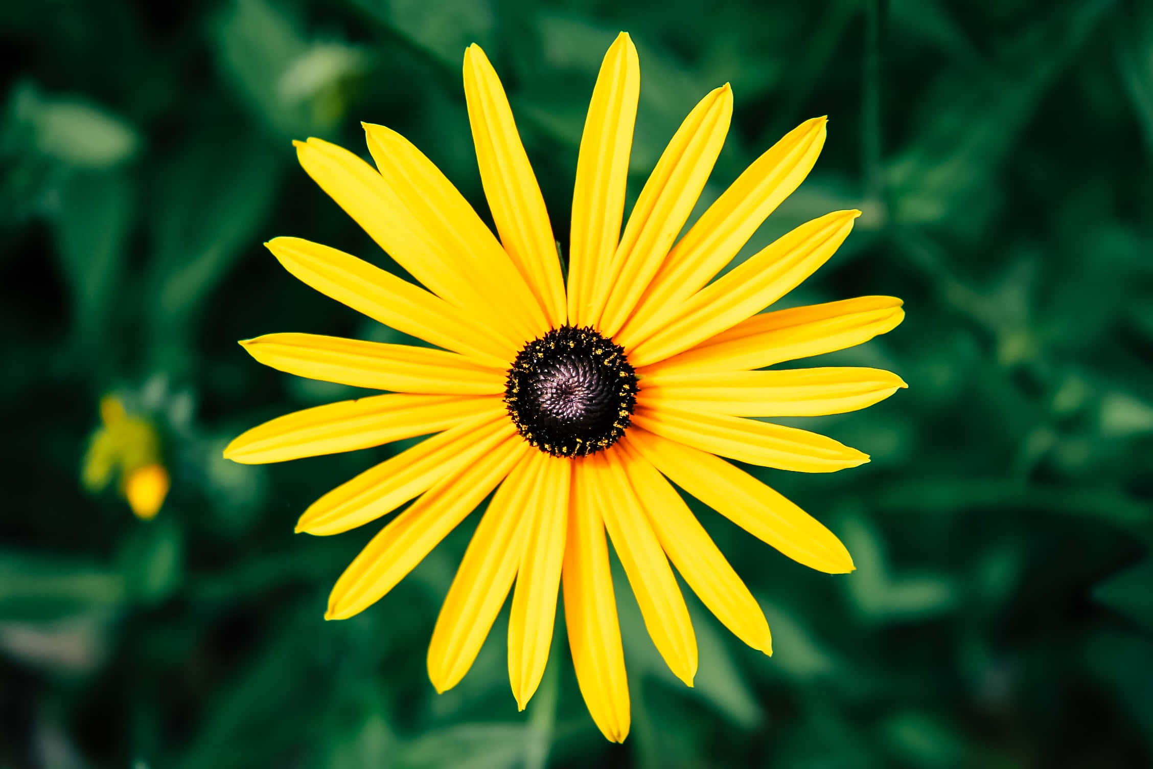 Yellow Daisy 桌布 壁紙 — 一朵鮮黃色的花，花瓣纖細，花心深色，在柔和的綠色模糊背景下盛開。