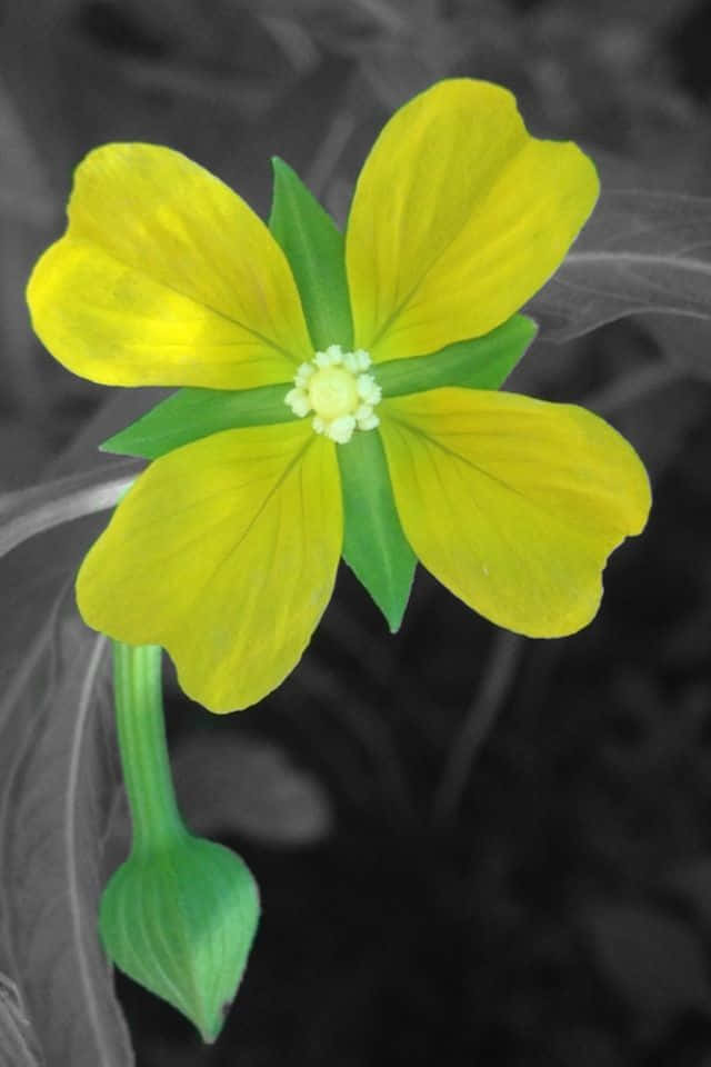 花 桌布 壁紙 — 一朵鮮黃色的花朵，帶有綠葉和莖，在黑白模糊的背景中脫穎而出。