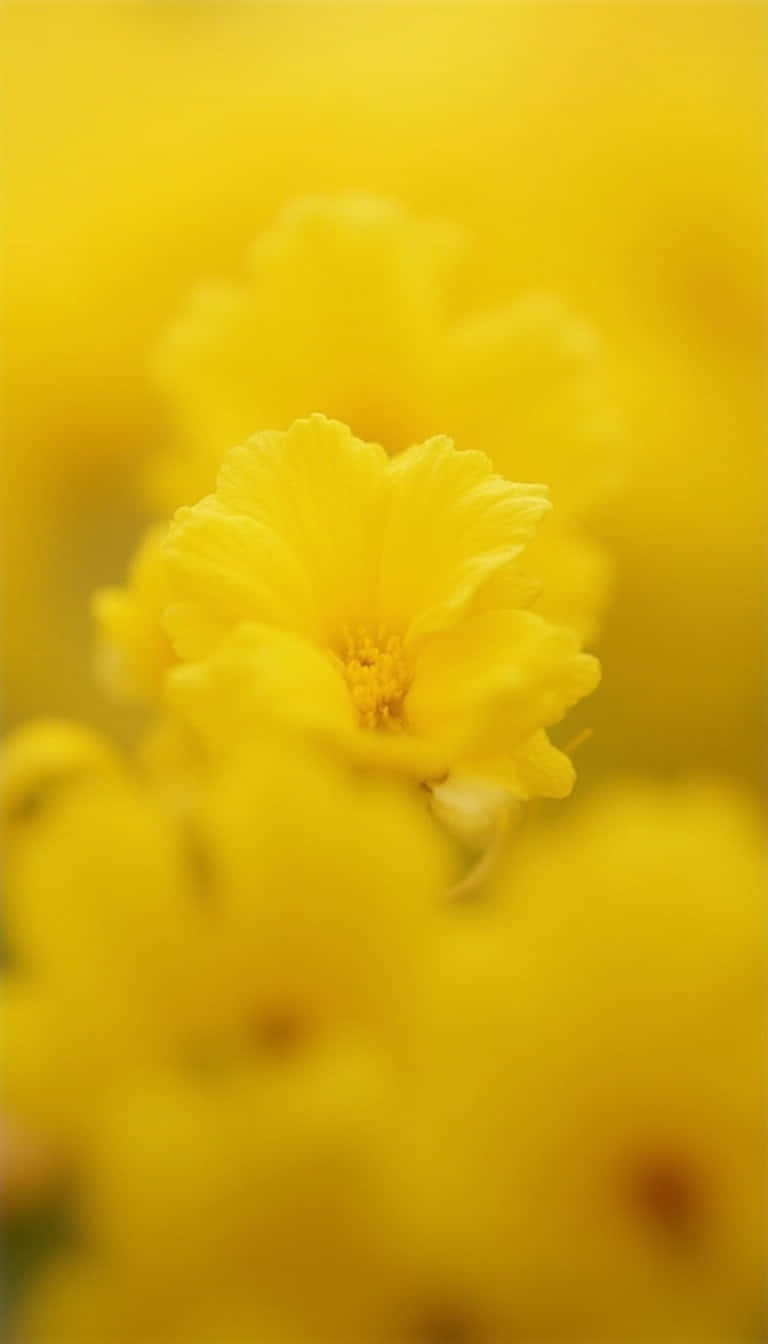 Flower 壁紙 — 一朵鮮黃色的花朵，焦點清晰銳利，周圍環繞著柔和模糊的黃色花朵。