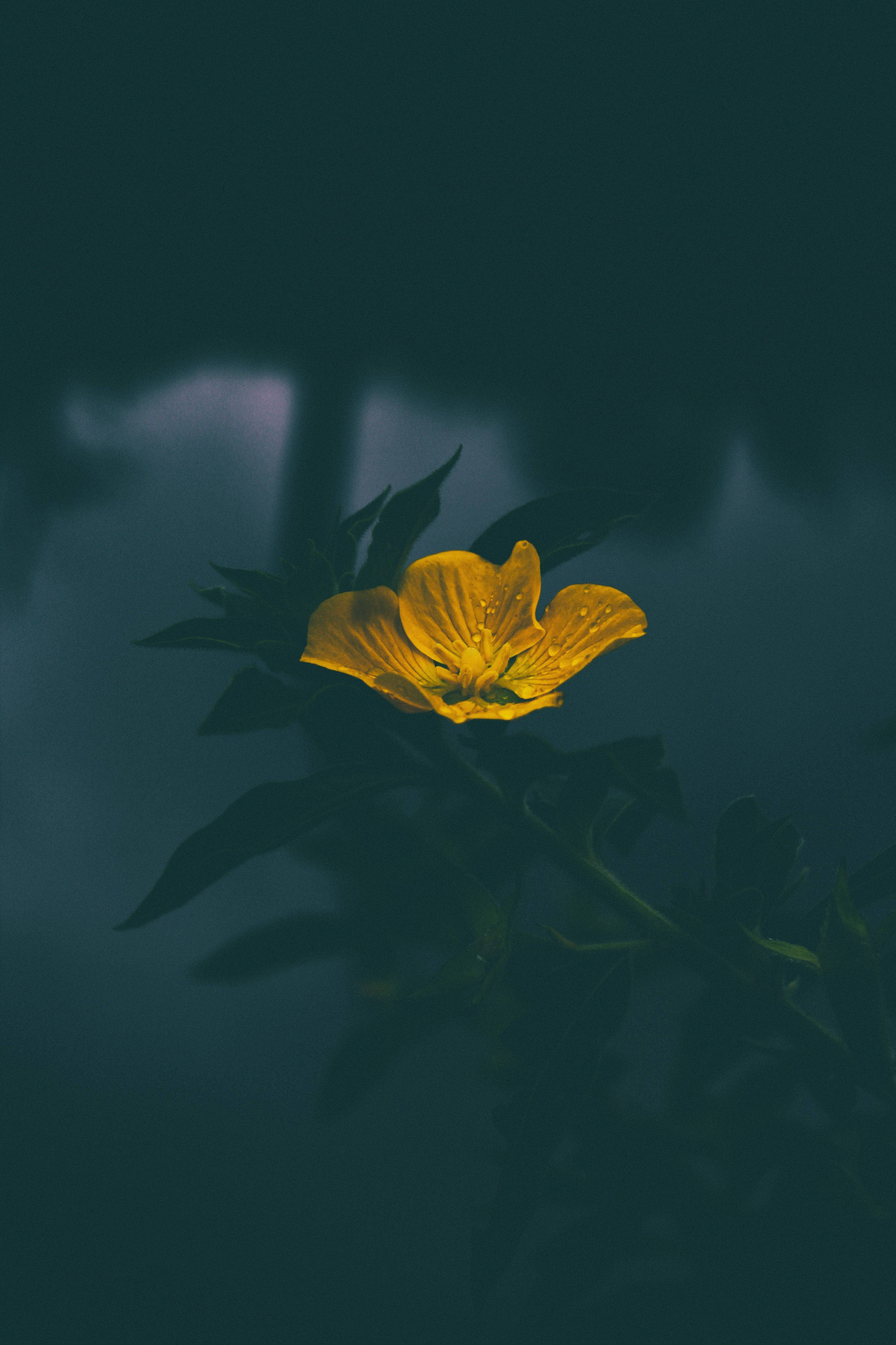 Dim 桌布 壁紙 — 一朵鮮黃色的花朵在深藍綠色模糊背景中綻放，伴隨著柔和的光線。