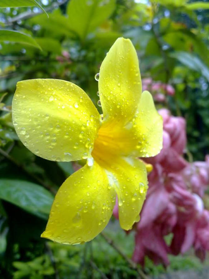 Droplets 桌布 壁紙 — 一朵鮮黃色的花朵在綠色葉子和粉紅色花朵的柔和背景下閃爍著露珠。