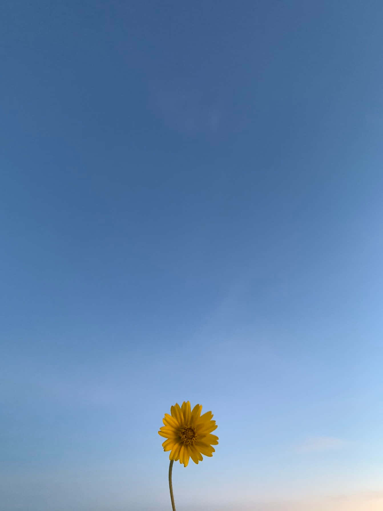 Daisy Flower 桌布 壁紙 — 一朵鮮黃色的花朵在黃金時刻，高聳於廣闊清澈的藍天之中。