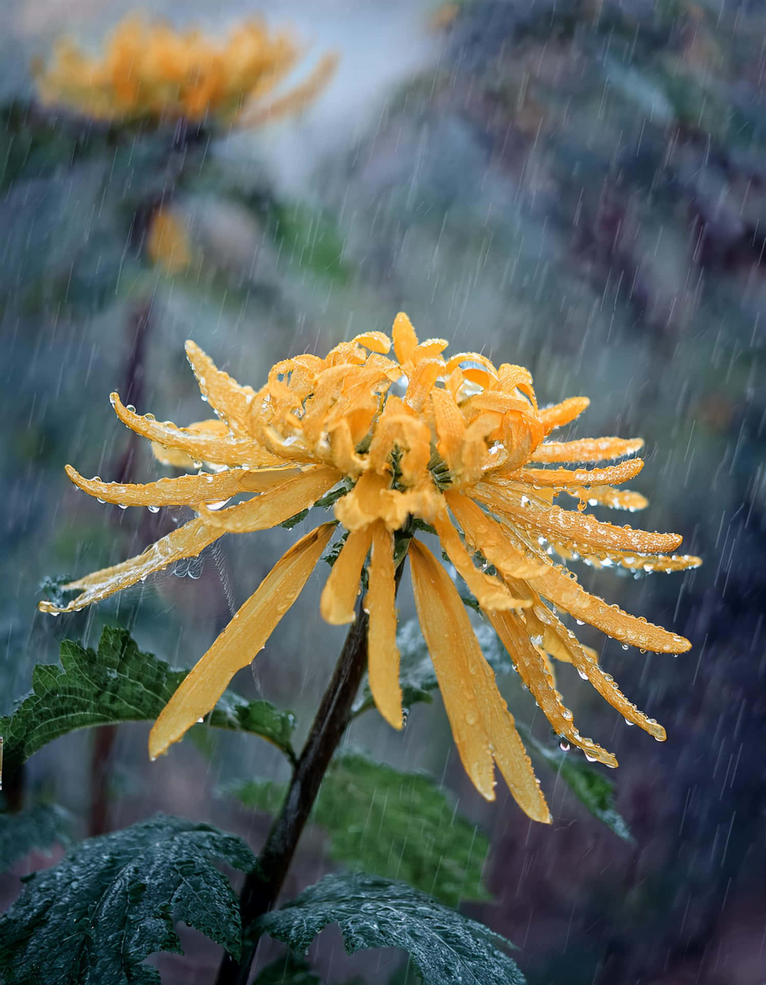 The Shine of Yellow Flower in the Rain 壁紙 — 一朵鮮黃色的菊花在傾盆大雨中頑強綻放，花瓣上閃爍著晶瑩的水珠。