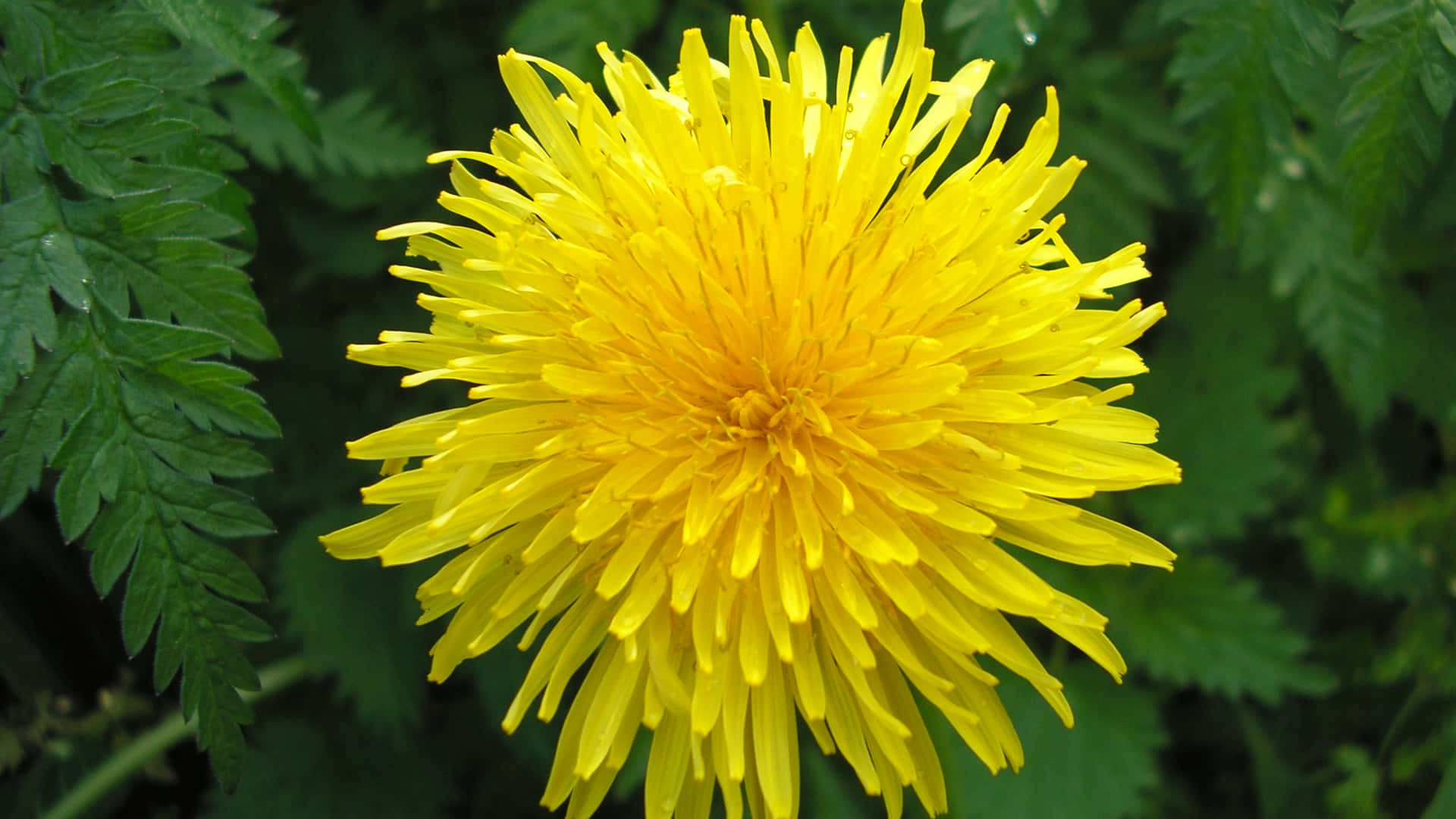 The Dandelion. 壁紙 — 一朵鮮黃色的蒲公英花在茂密的綠色蕨類葉子背景下明亮地綻放。