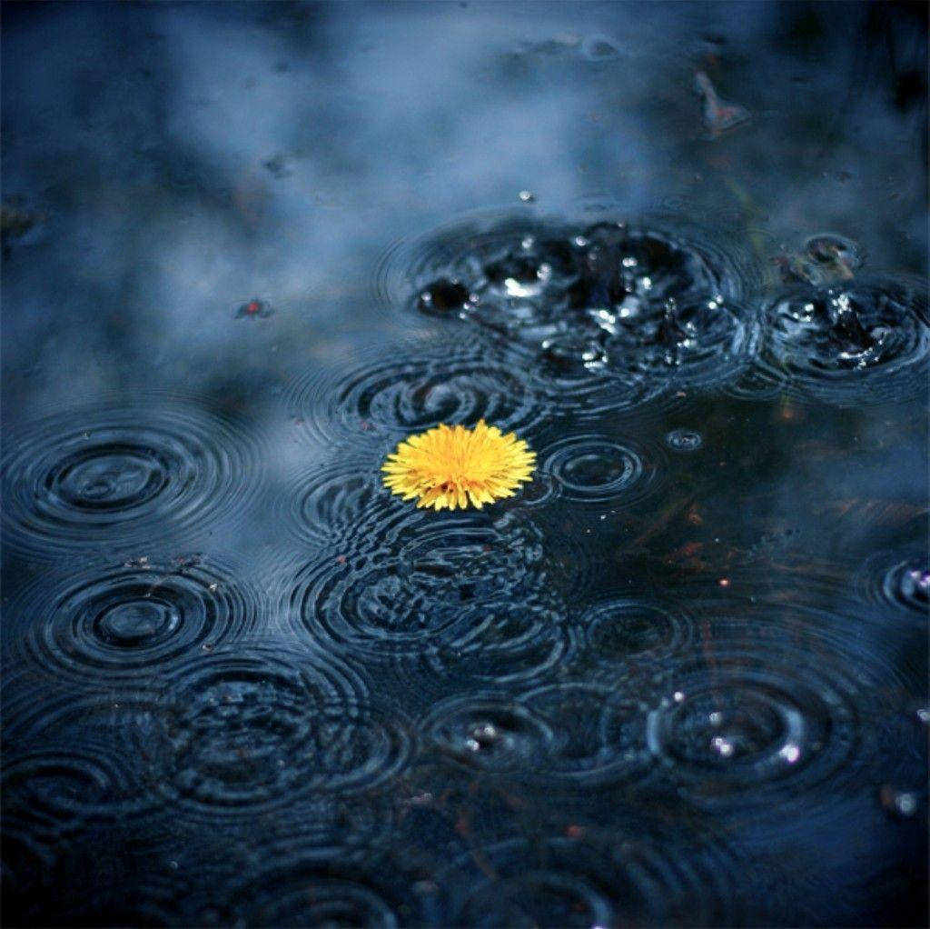 花 桌布 壁紙 — 一朵鮮黃色的蒲公英靜靜地漂浮在被雨滴擾動的黑暗漣漪水面上。