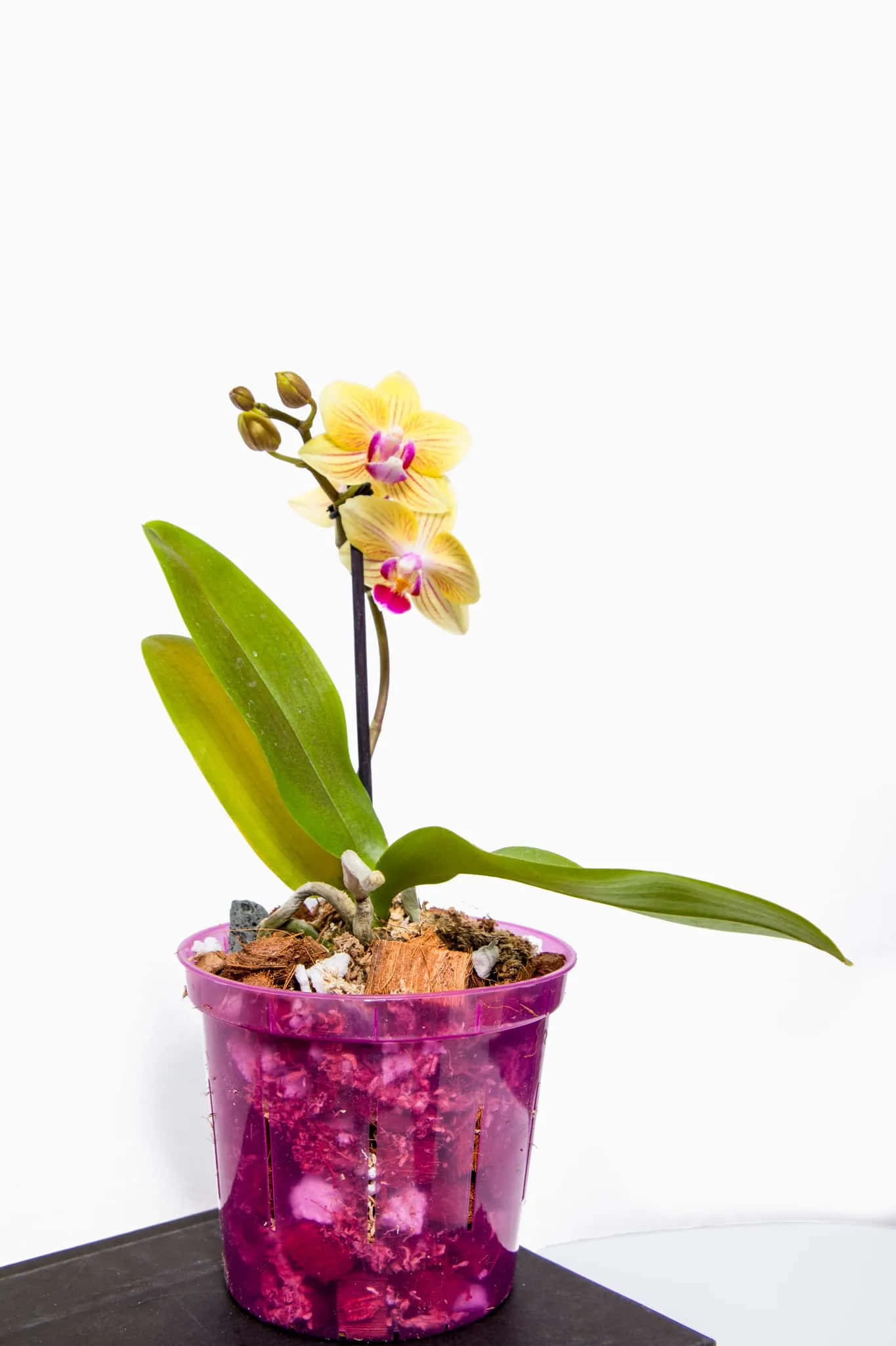 Orchid Flower 桌布 壁紙 — 一朵鮮黃色的蘭花，帶有粉紅色的中心，在一個裝滿裝飾石頭的半透明紫色花盆中優雅地綻放。