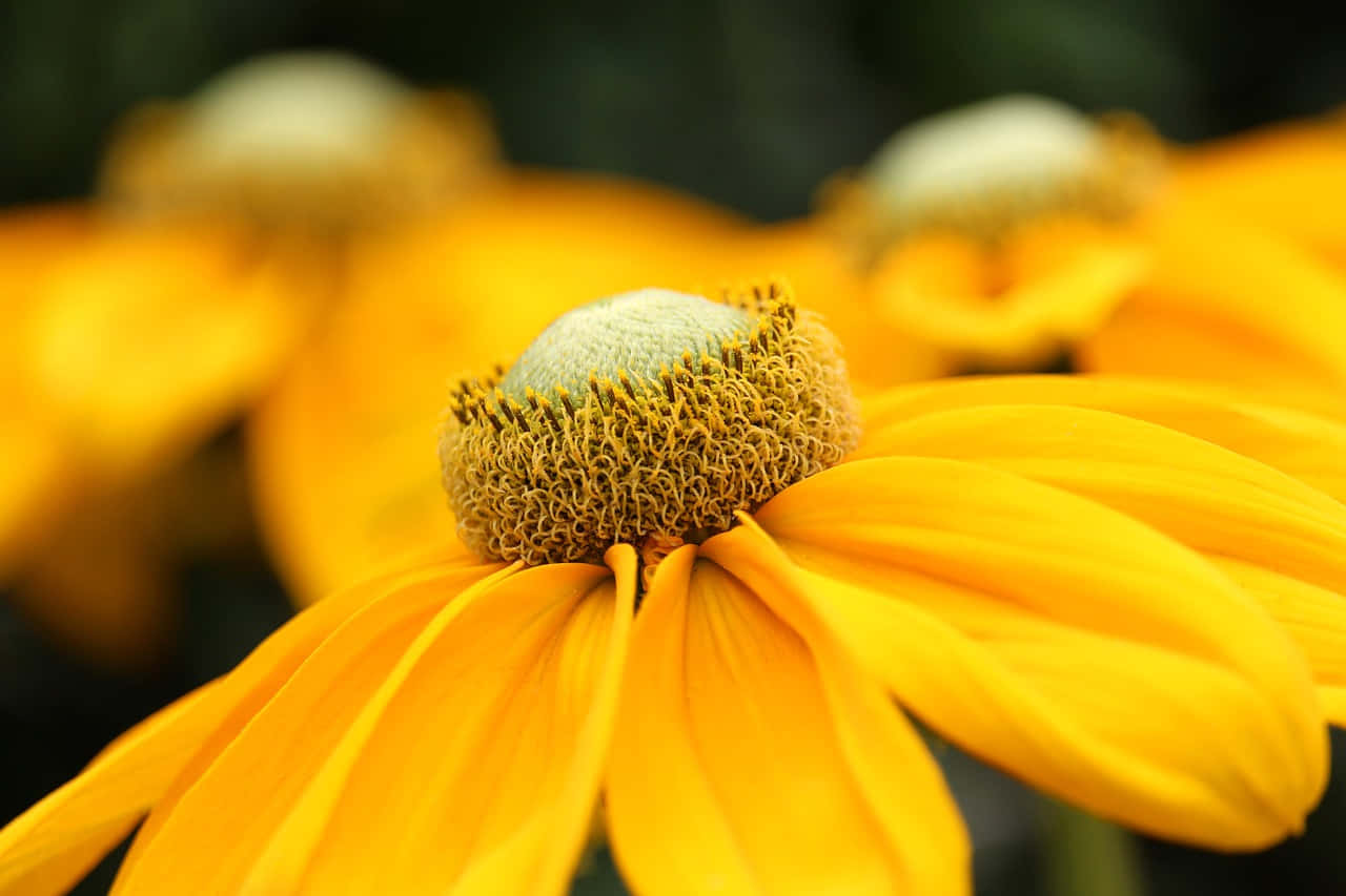 Yellow Coneflower 桌布 壁紙 — 一朵鮮黃色的金光菊在清晰對焦中，背後有柔和的模糊花朵襯托著深綠色背景。